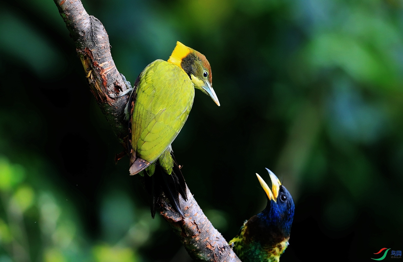 ���� AI0I7315��ƹ���ľ�񡢴�����ľ��.JPG