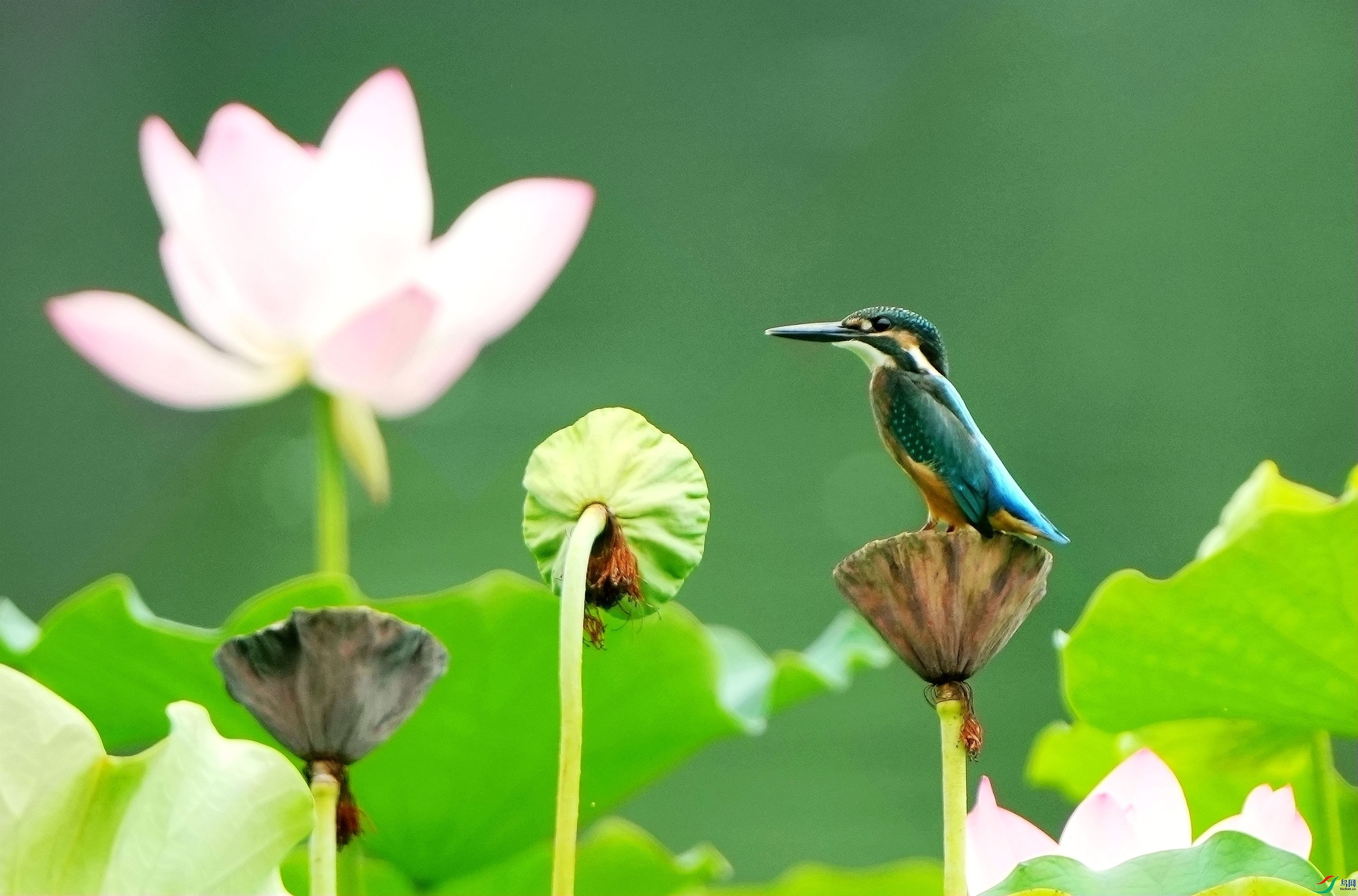 �ɻ����������DSC05780_����.jpg