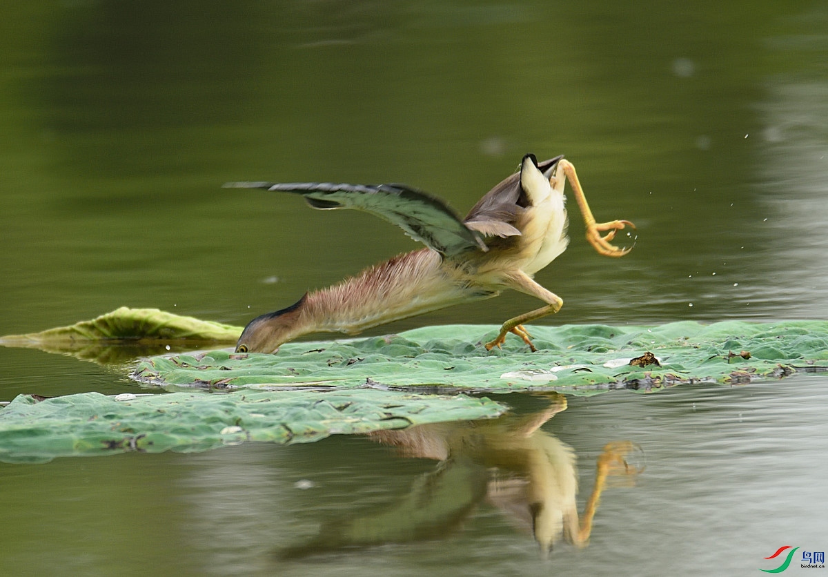 DSC_4331.JPG