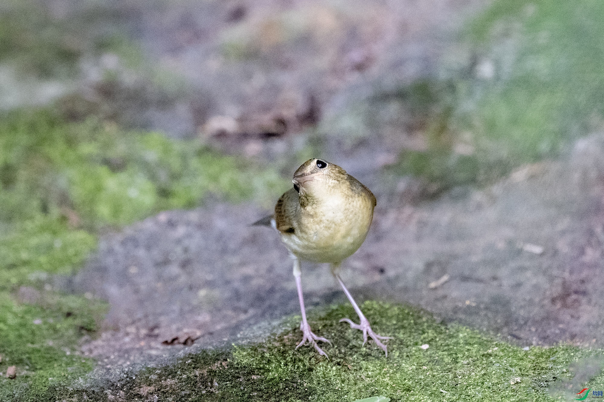 DSC_2485.jpg