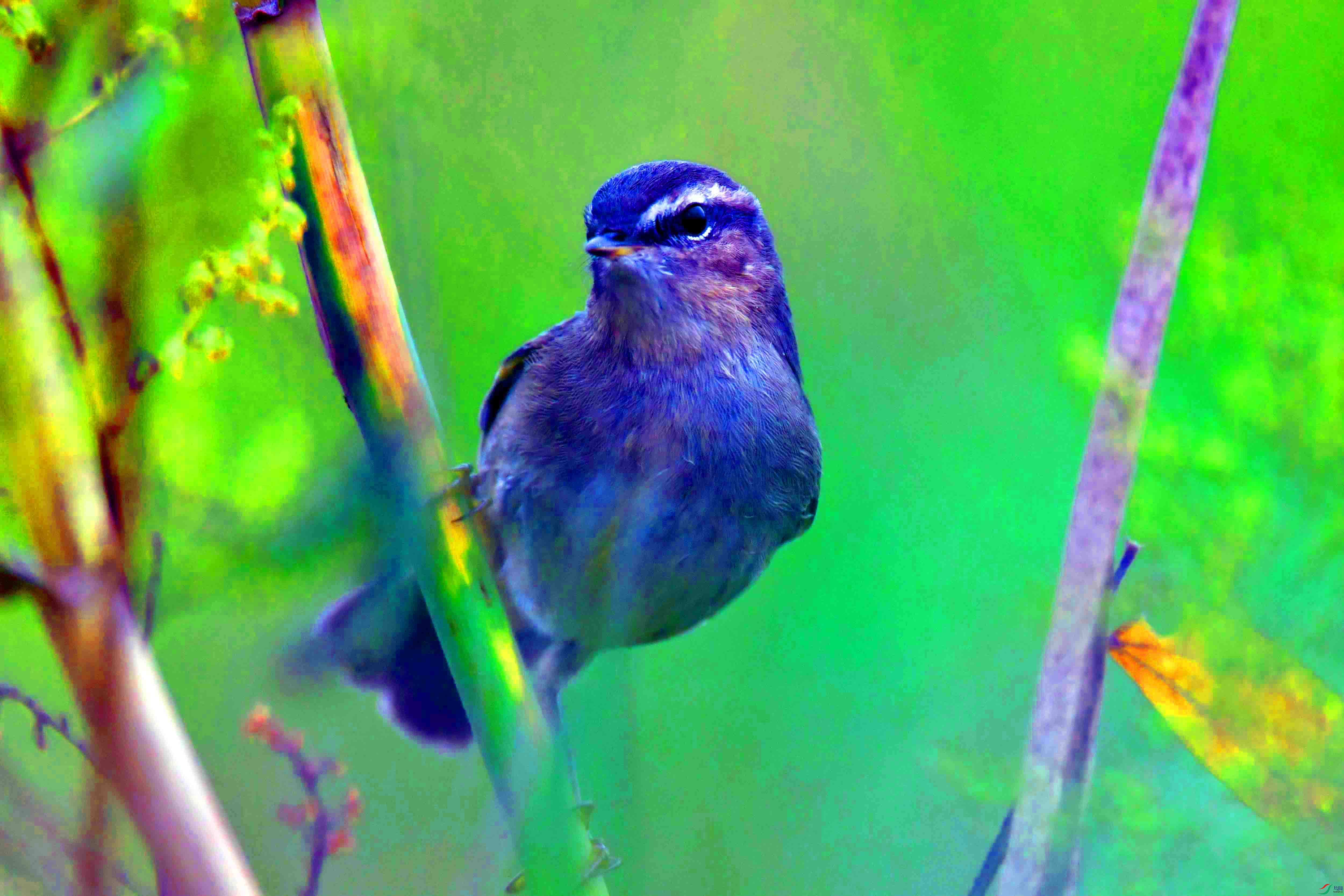 DSC_2612.JPG