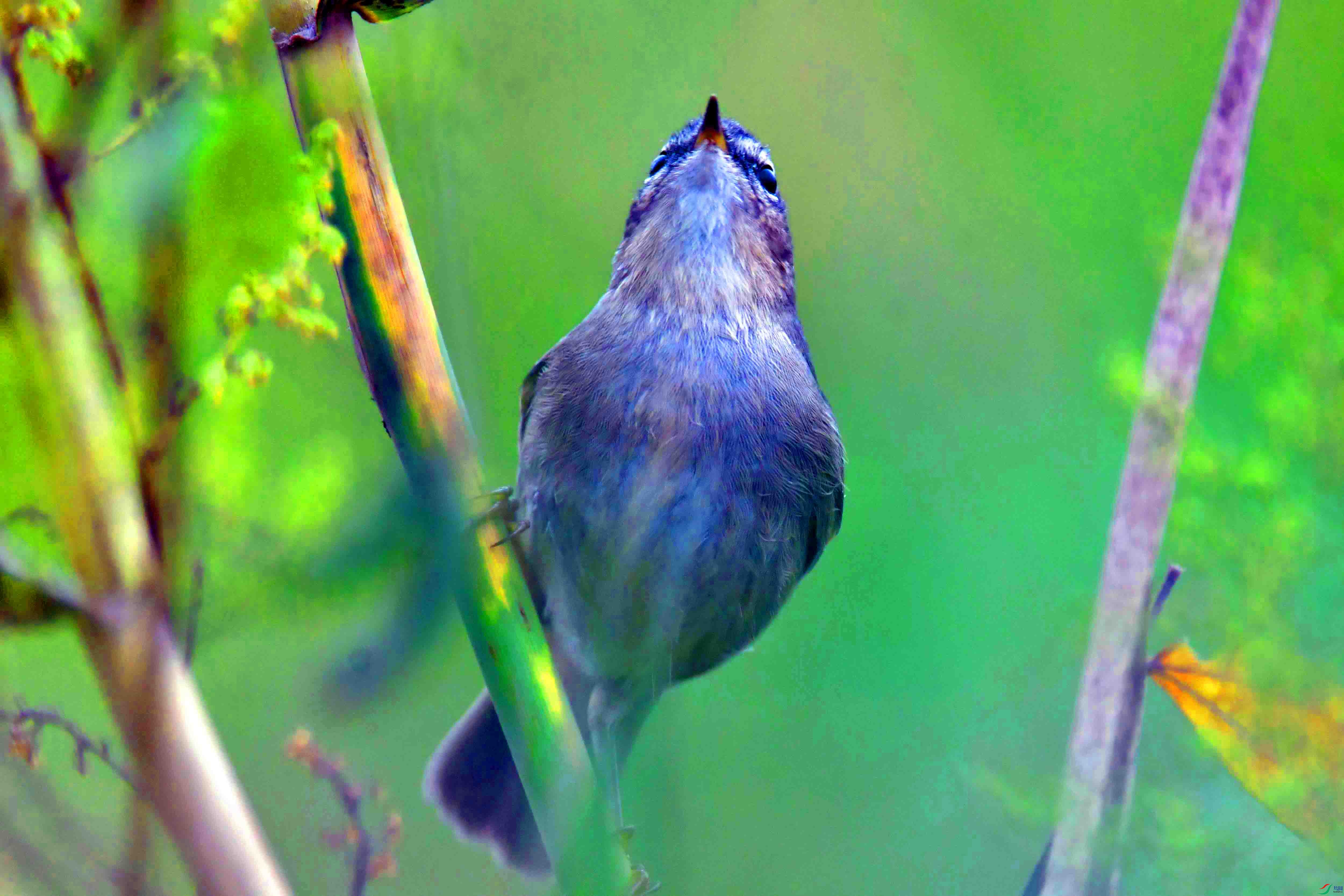 DSC_2617.JPG