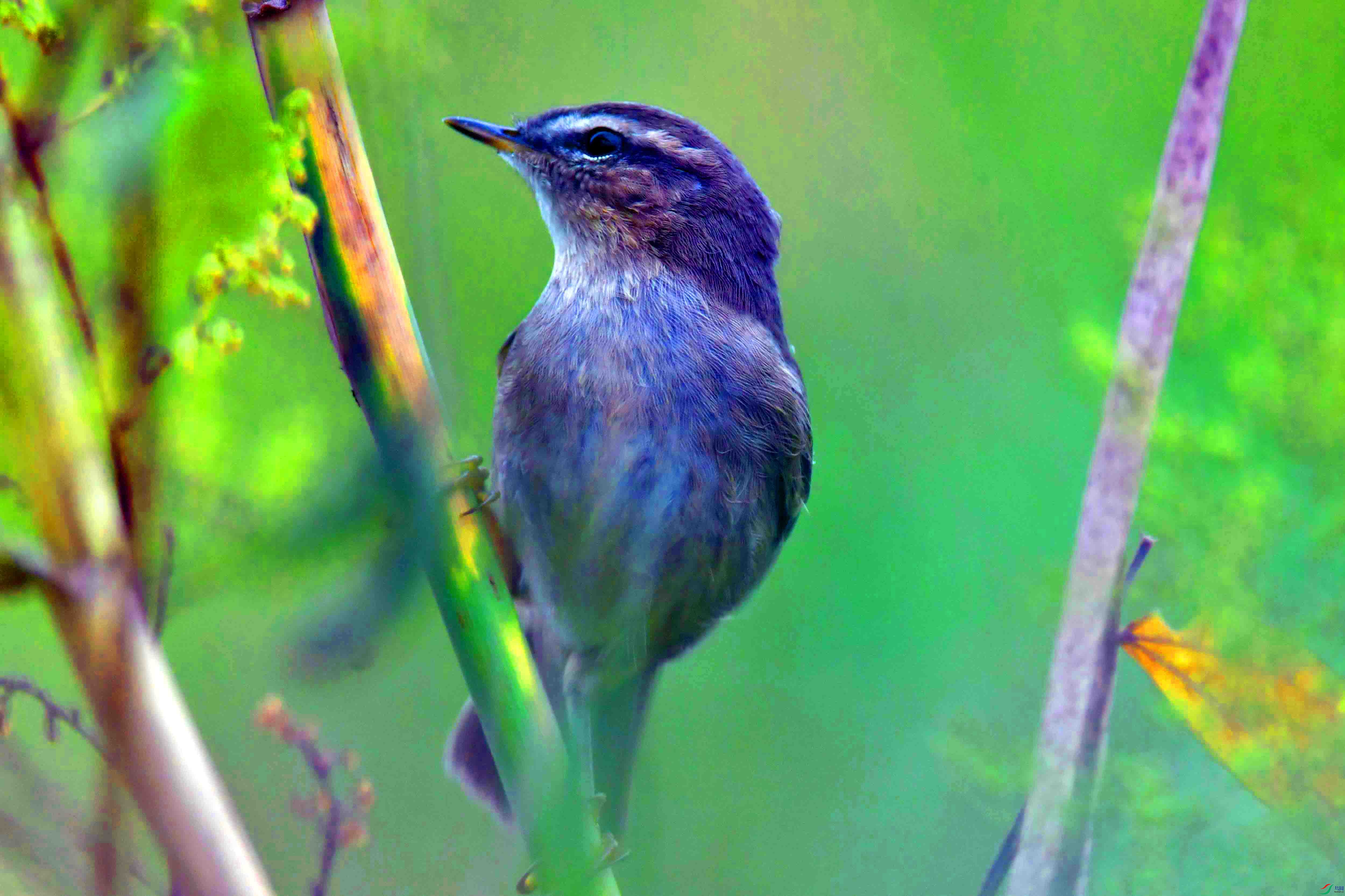 DSC_2615.JPG