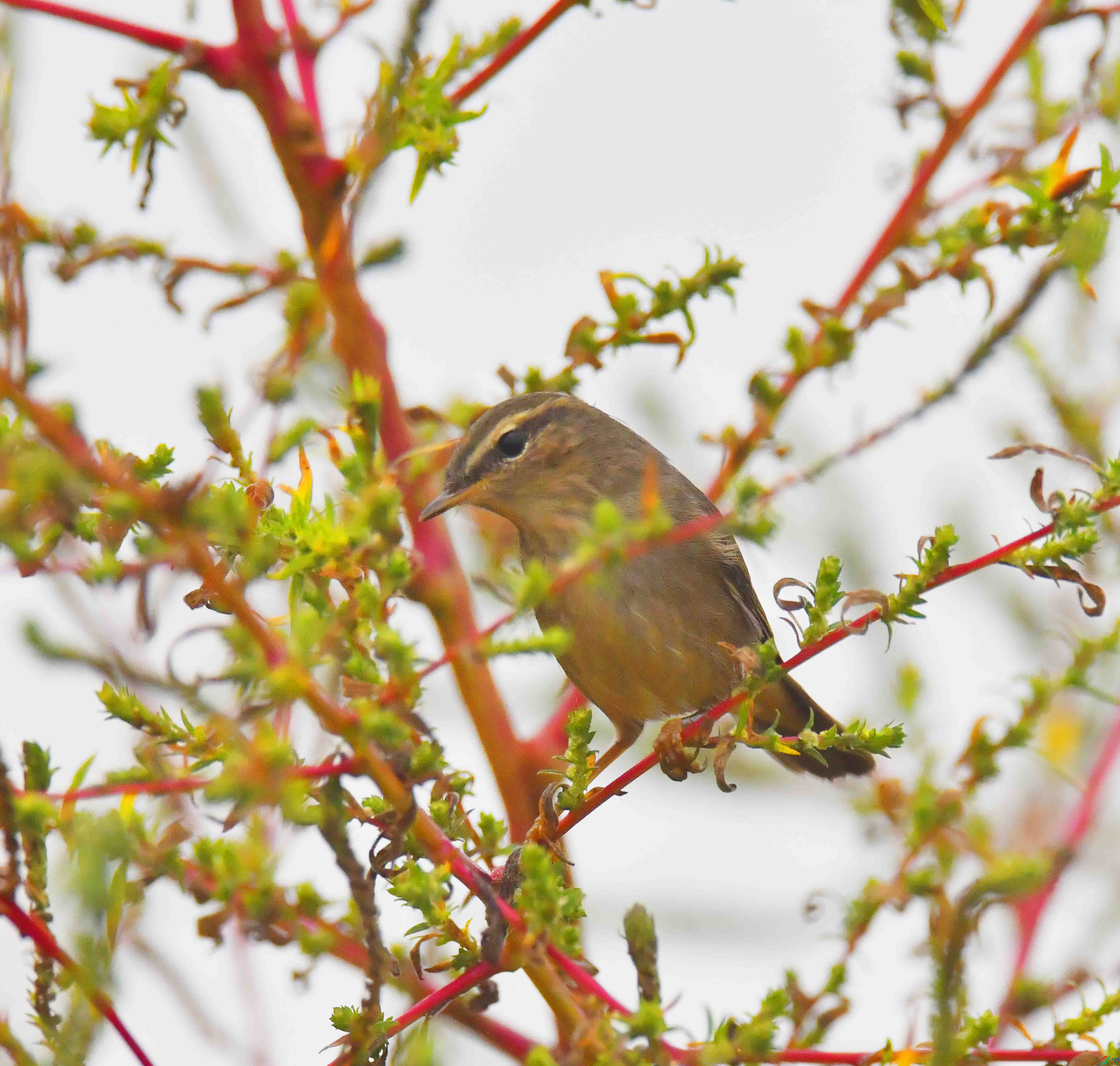 DSC_3290.JPG