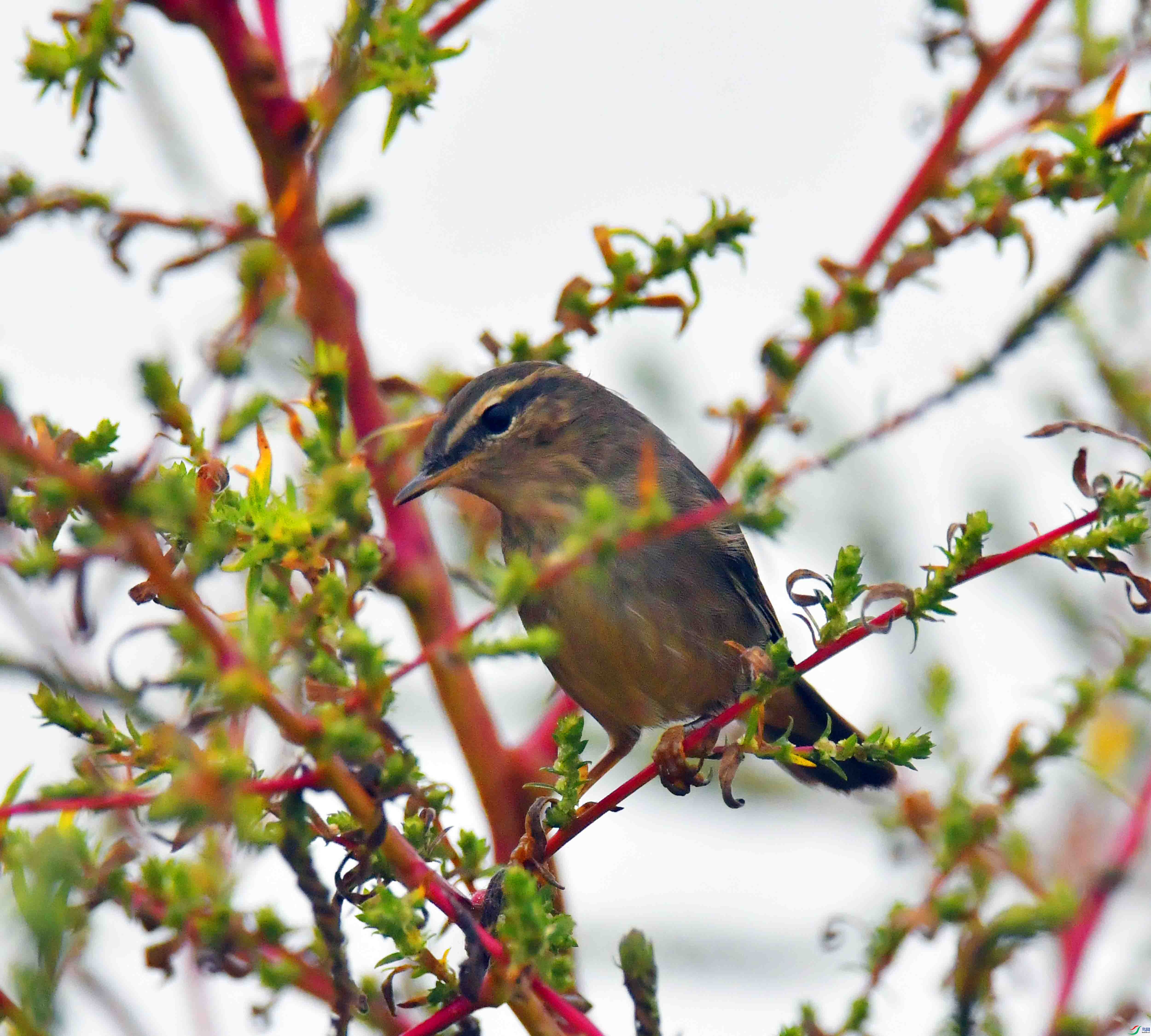 DSC_3291.JPG