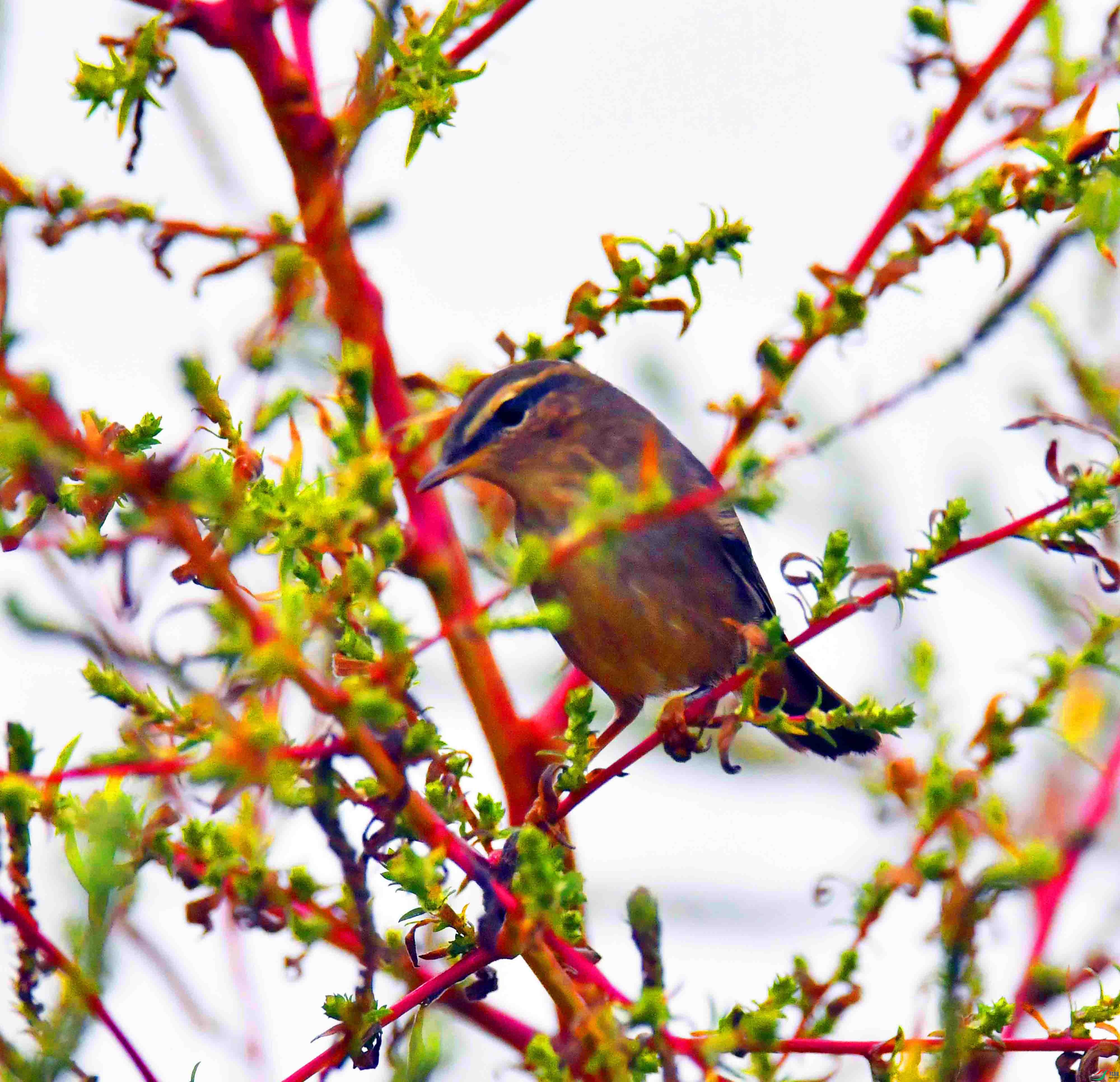 DSC_3292.JPG