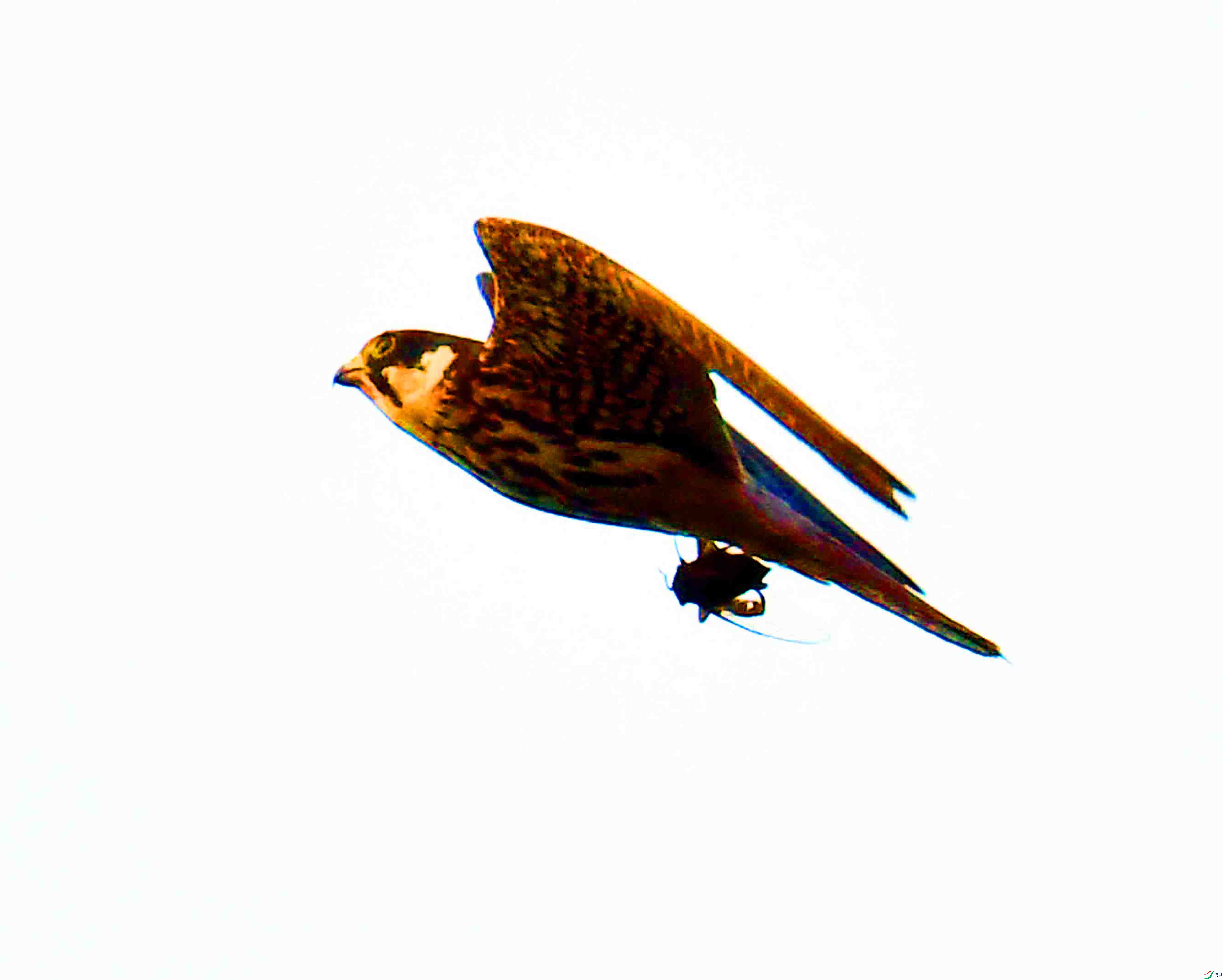 DSC_0105.JPG