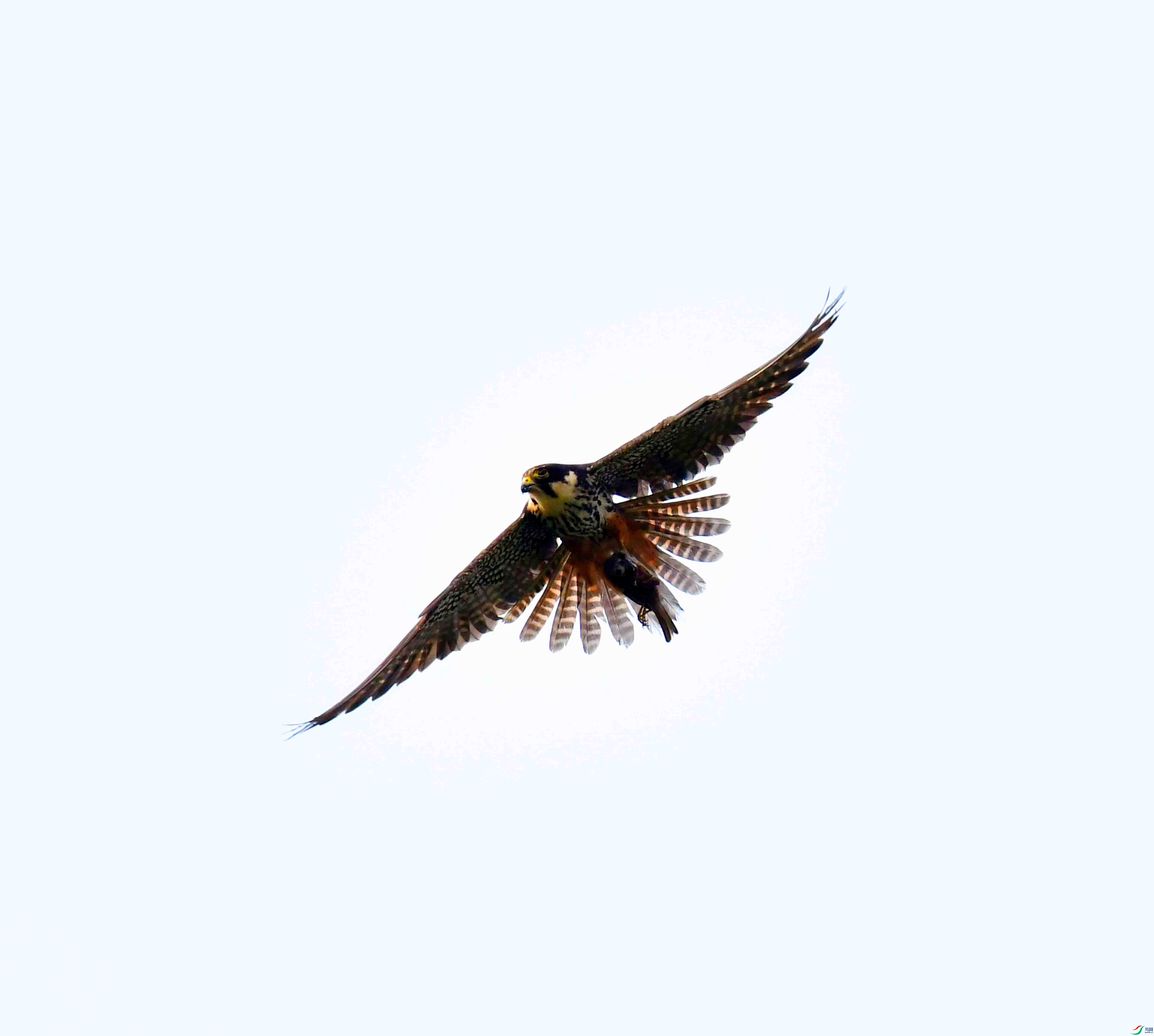 DSC_0330.JPG