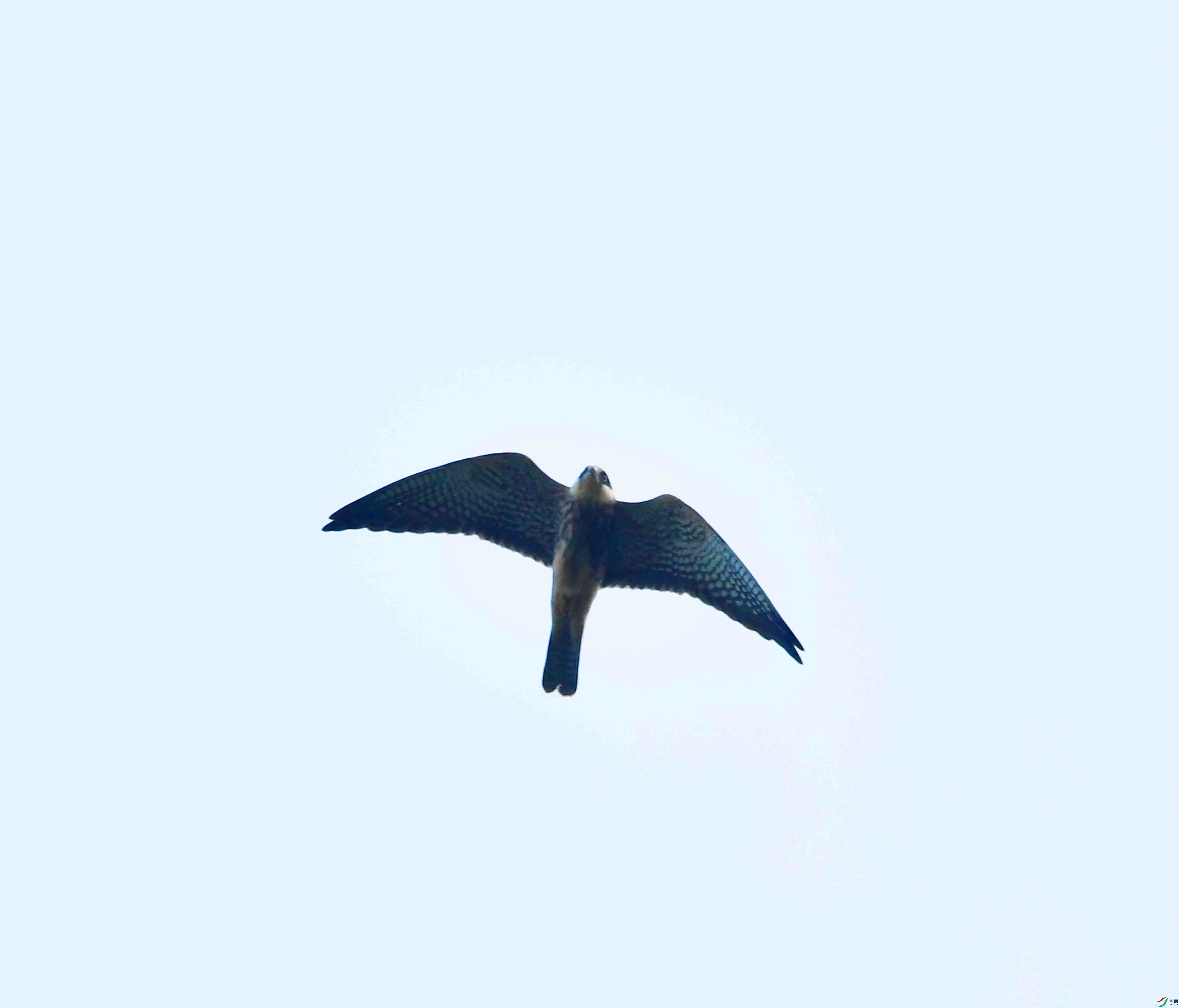 DSC_0817.JPG
