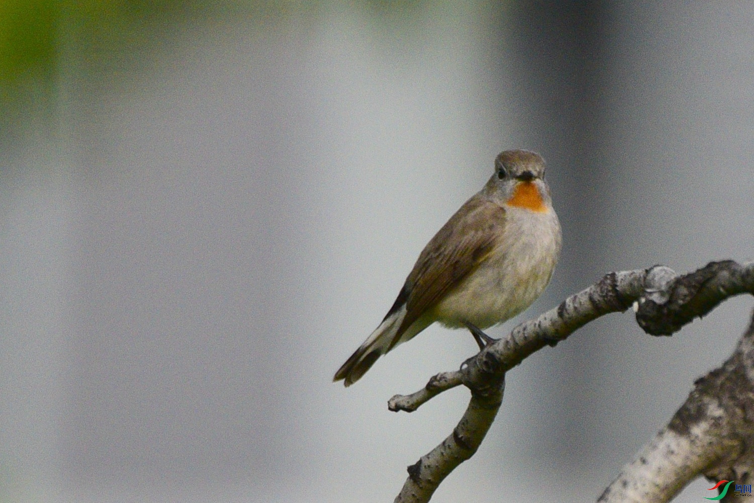 DSC_1917.JPG