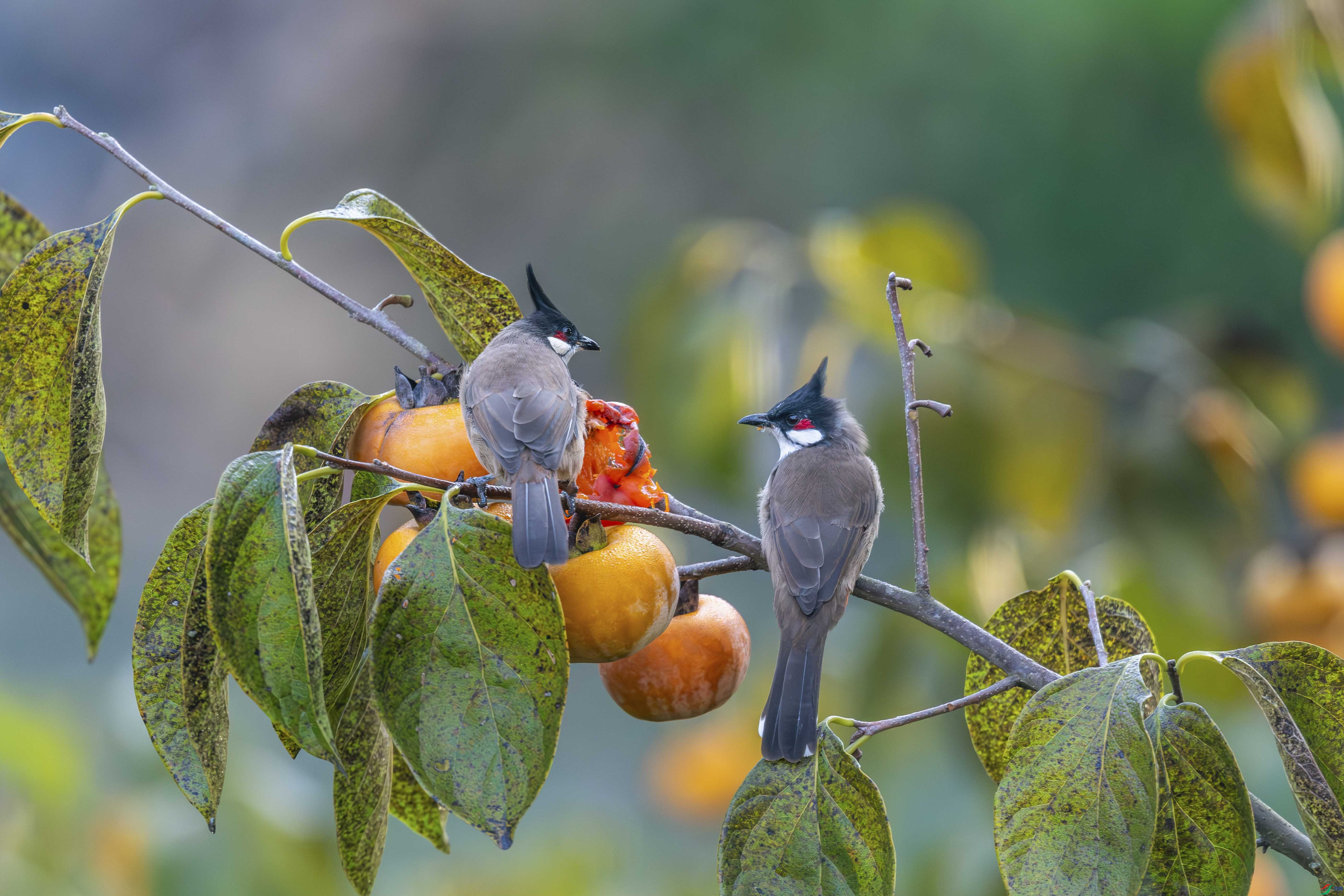 _DSC3853_1.JPG