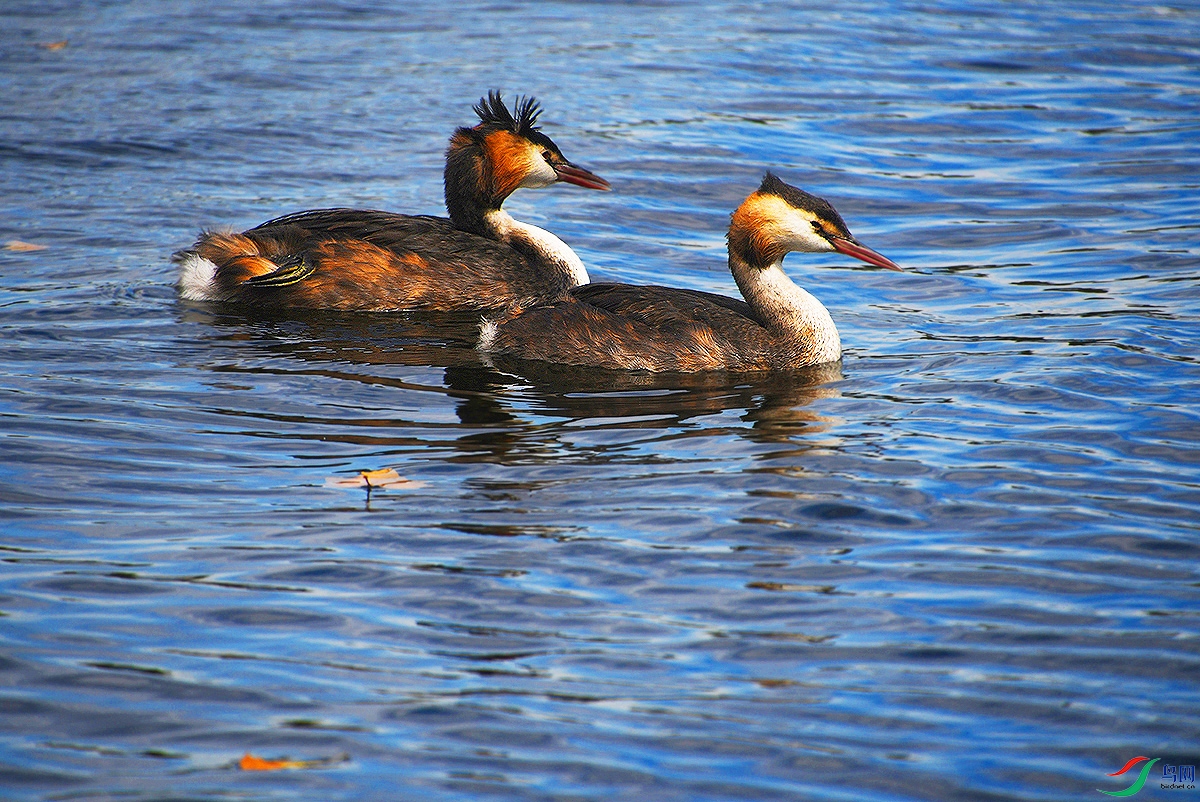 DSC_3513 - ����.JPG