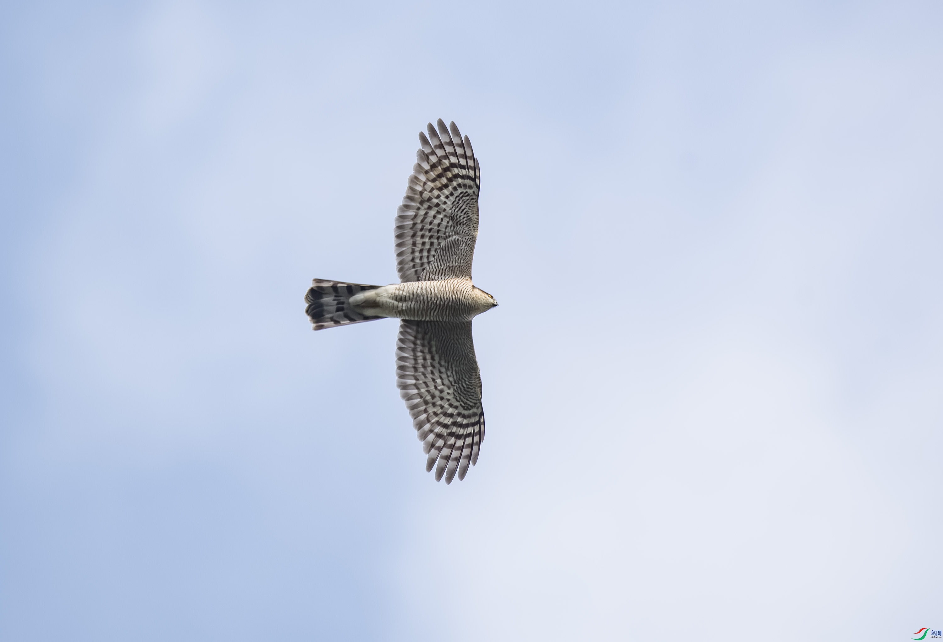 DSC_9668-DeNoiseAI-raw.jpg