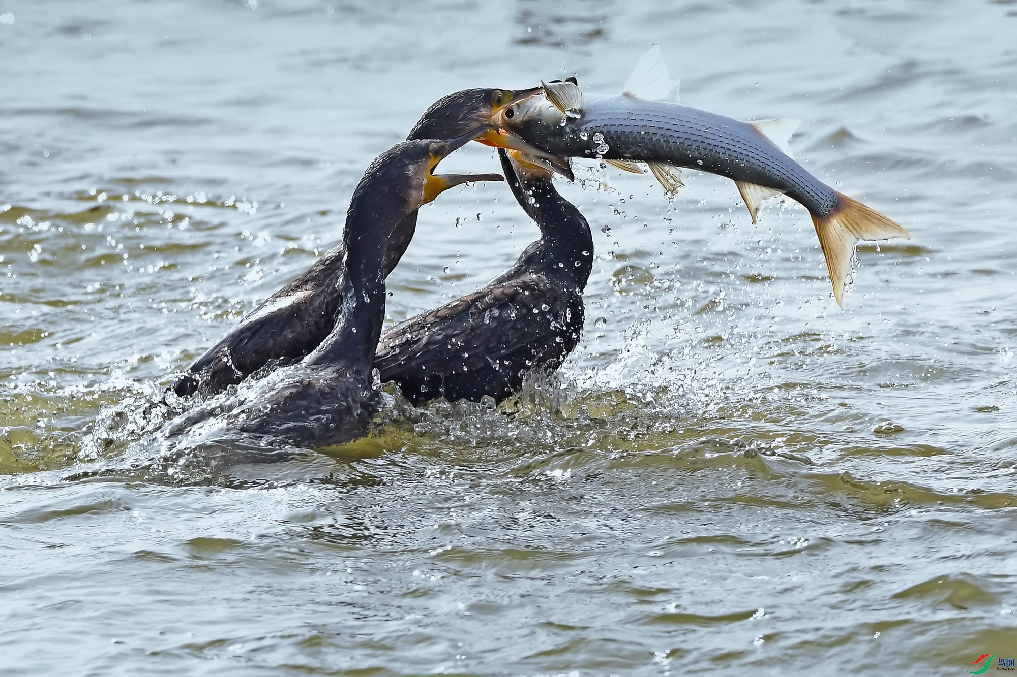 DSC_0950.jpg
