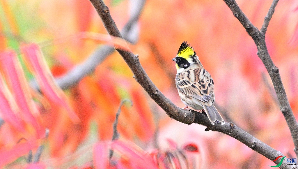 DSC_2243.JPG