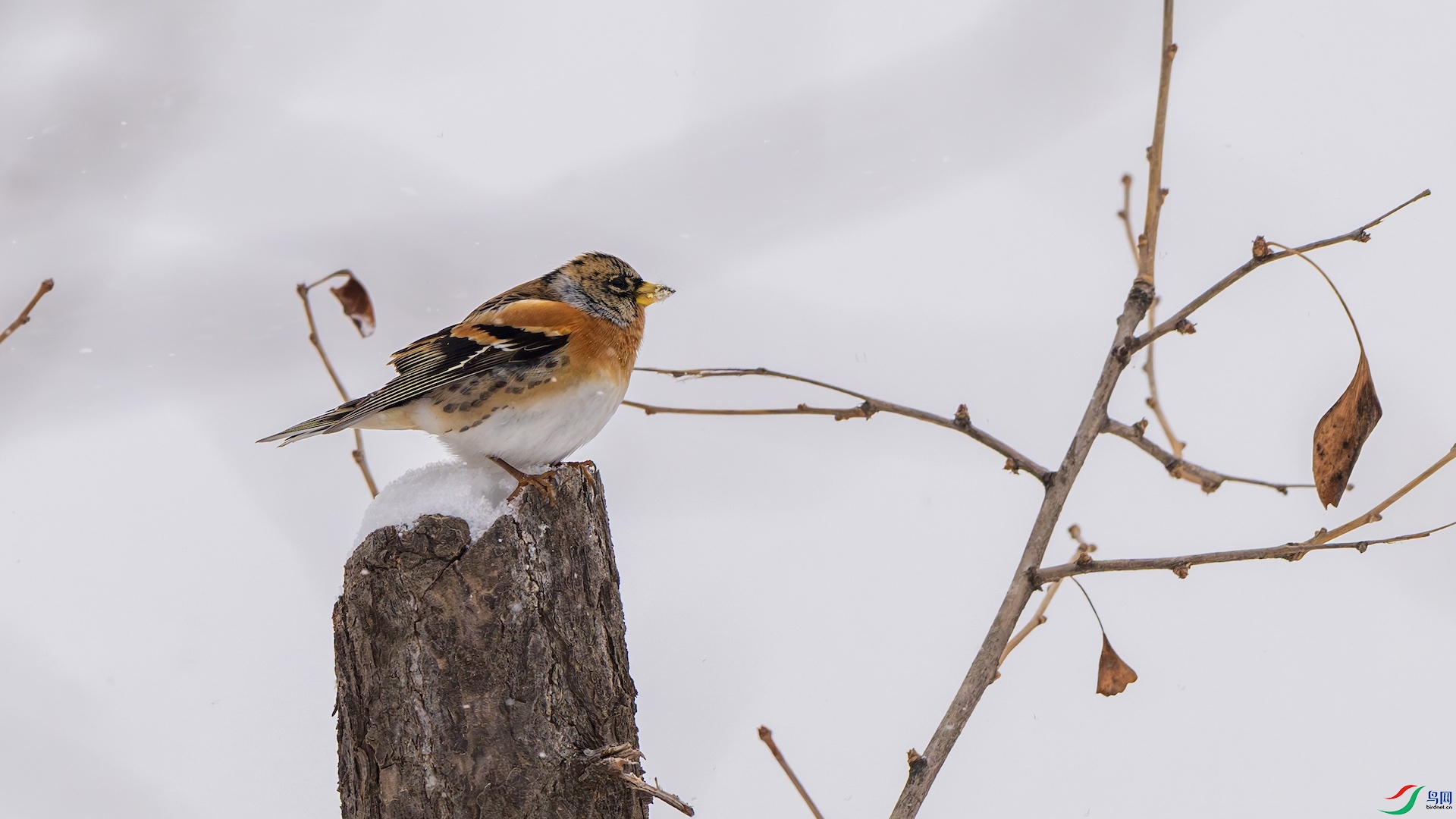 1_1DSC5431-����ǿ-NR ����.jpeg