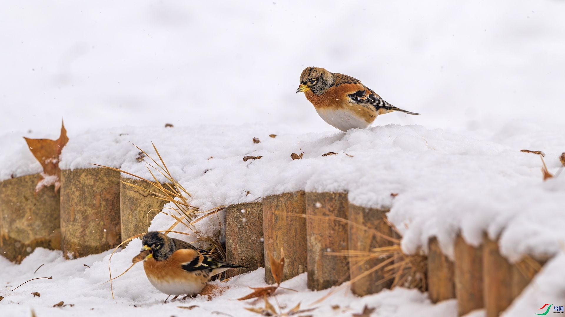 1_DSC5042-����ǿ-NR ����.jpeg