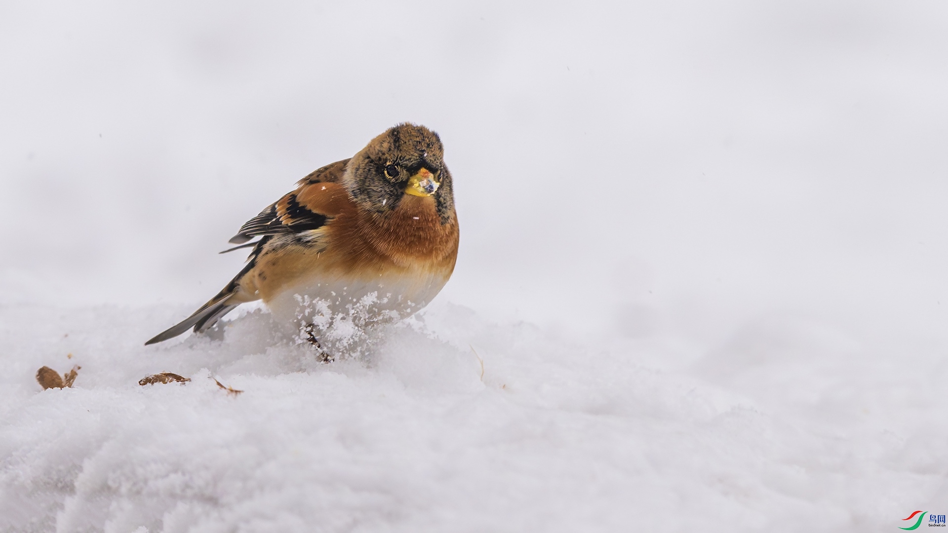 1_DSC5044-����ǿ-NR ���� 2.jpeg