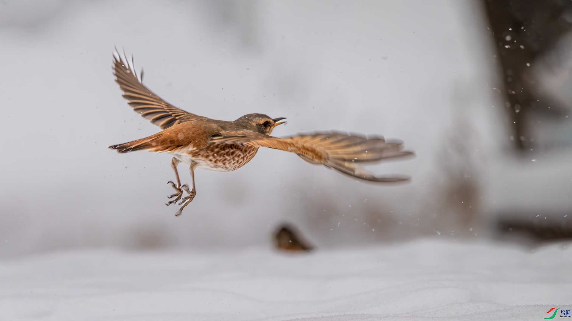 1_DSC5830-����ǿ-NR ����.jpeg