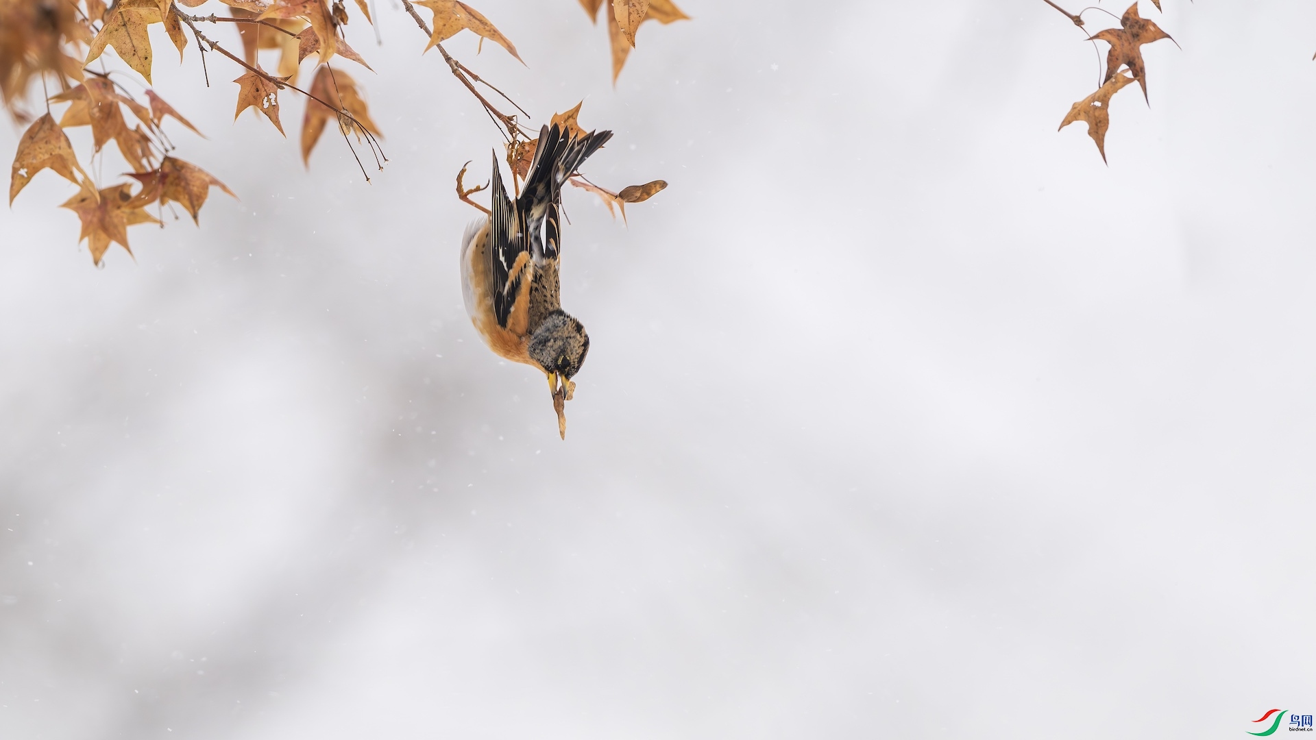 1_DSC5860-����ǿ-NR ����.jpeg