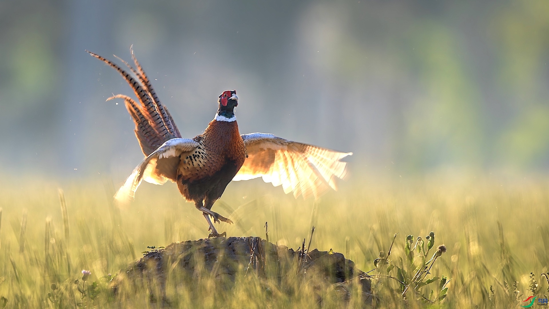 1_XXL1331-����ǿ-NR ���� 2.jpeg