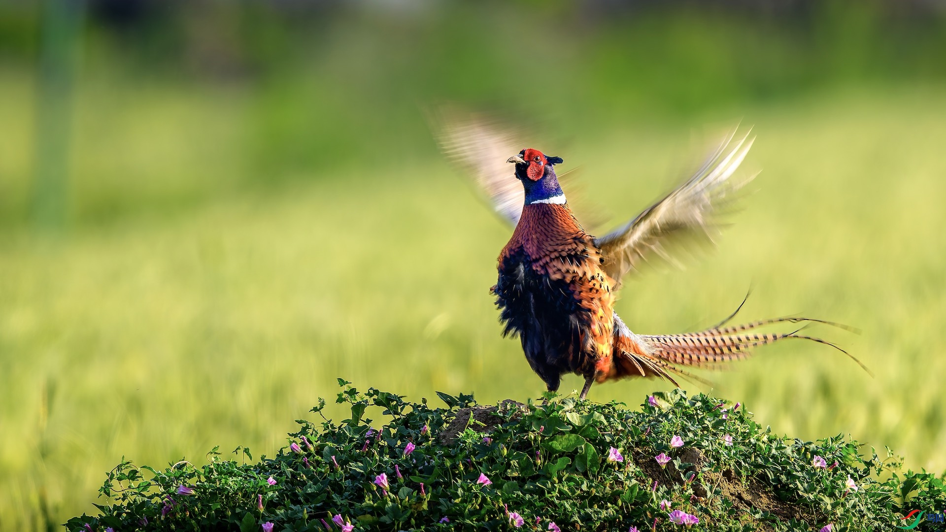 1_XXL1635-����ǿ-NR ���� 3.jpeg