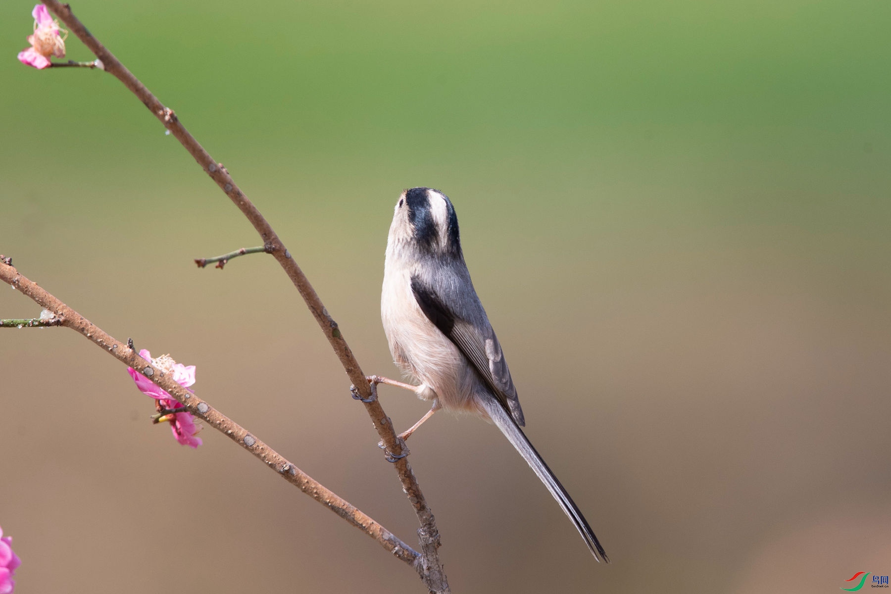 ������βɽȸ