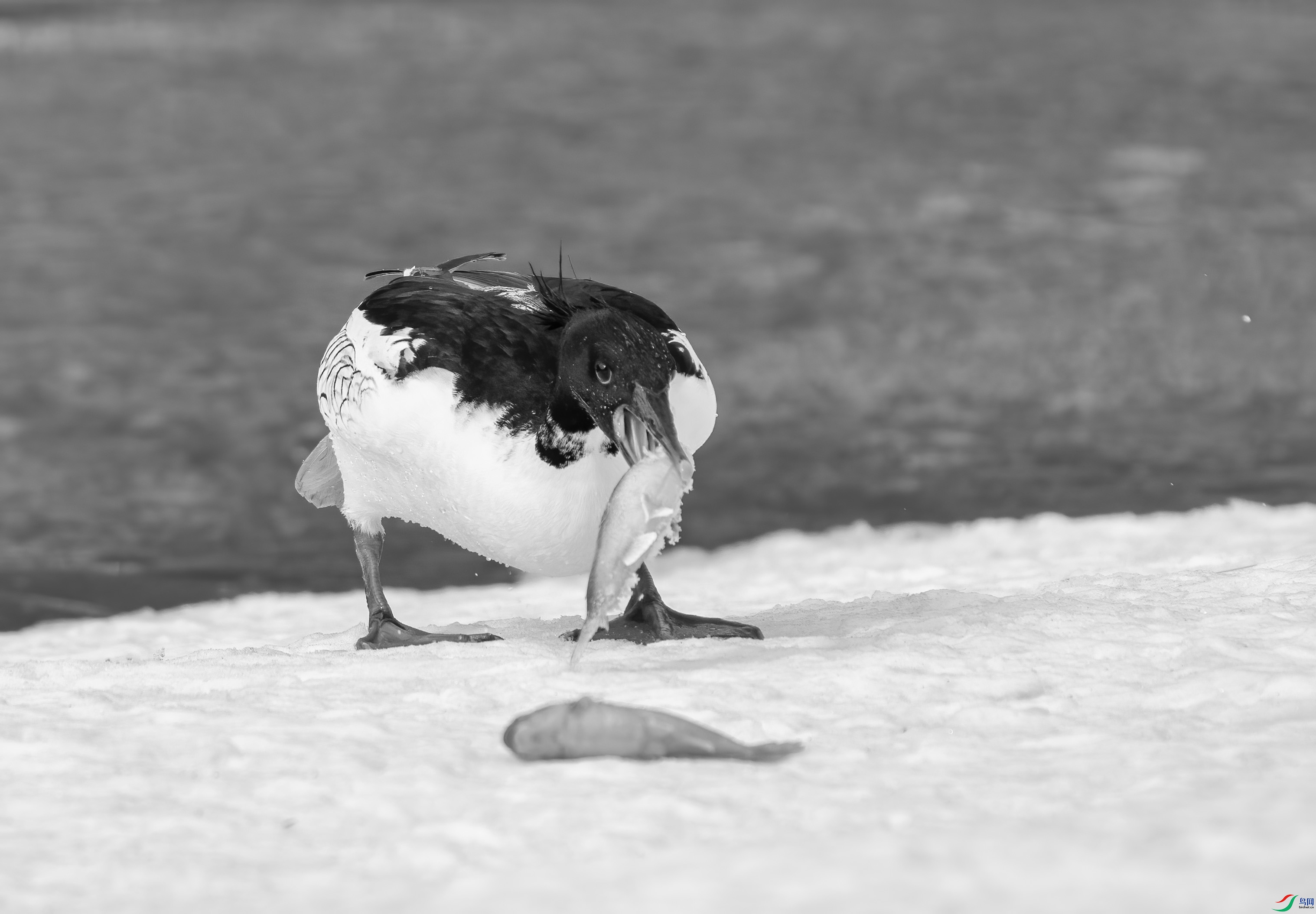 DSC04971 ����.jpg