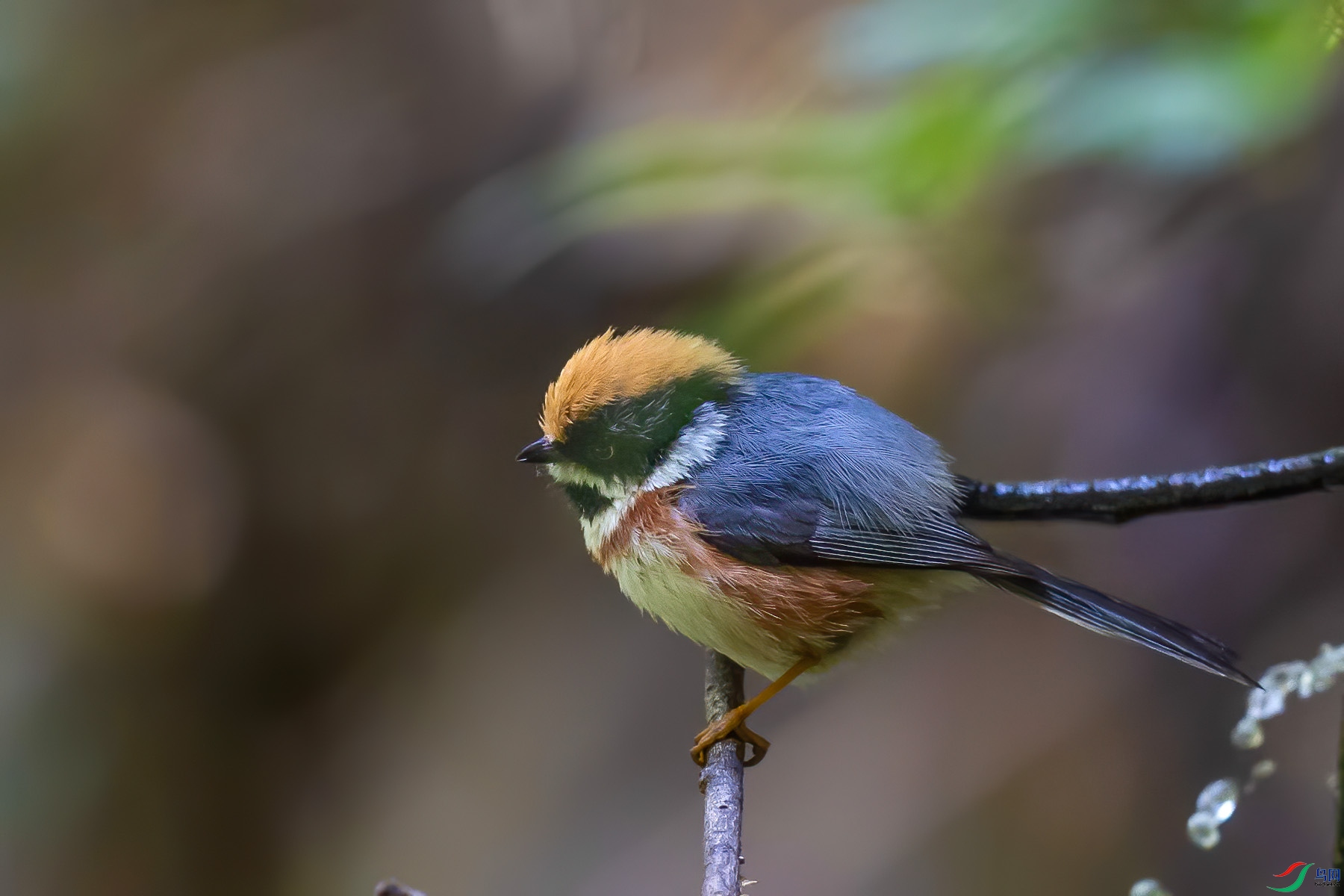 ��ͷ��βɽȸ