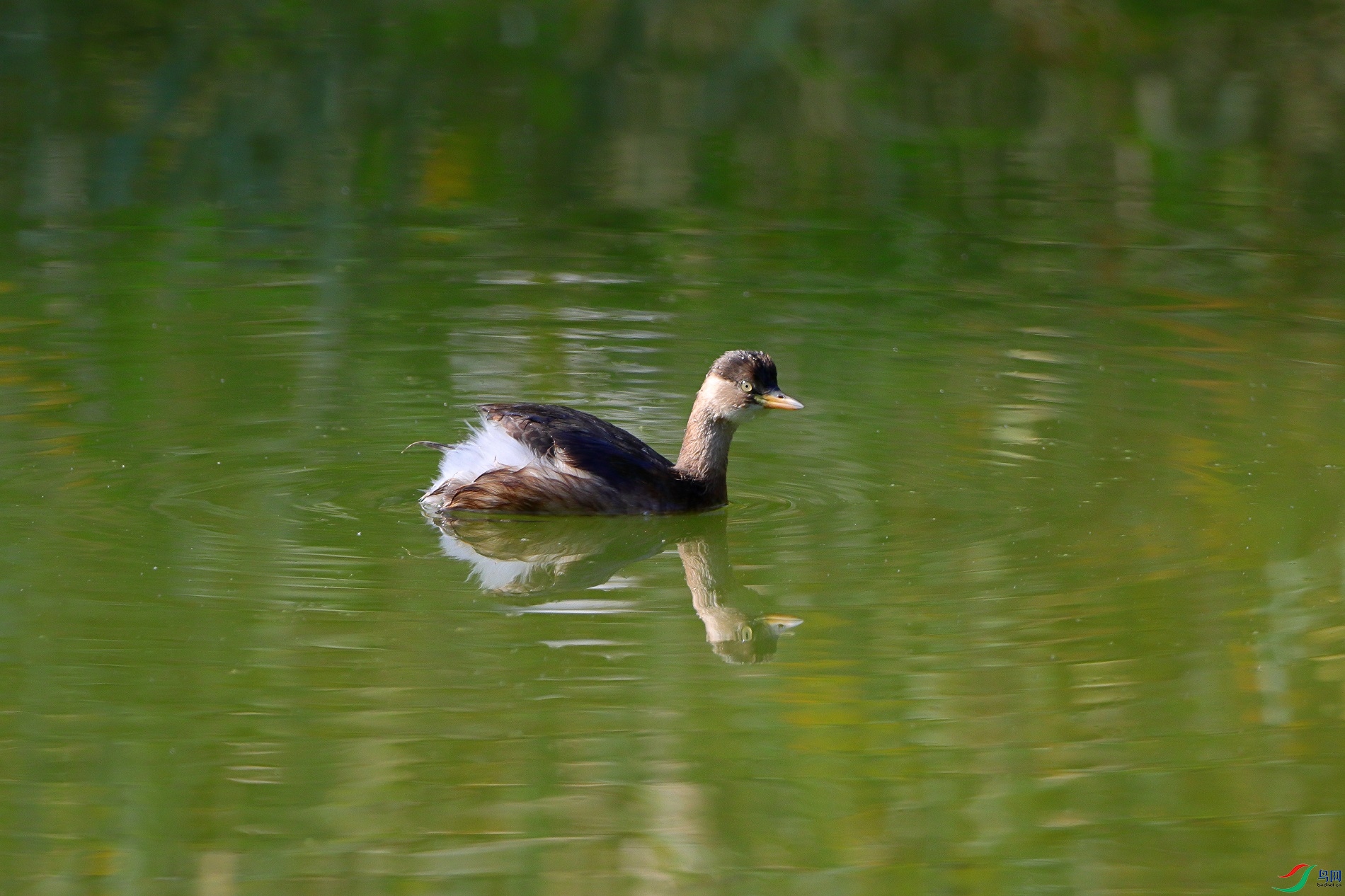 IMG_7982c1.jpg