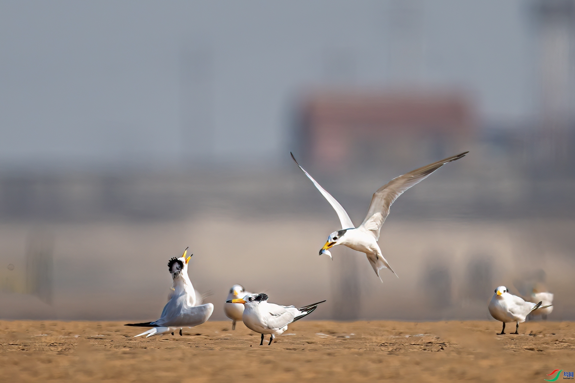 �л���ͷ��Ÿ ���� ���� ��һ.jpg