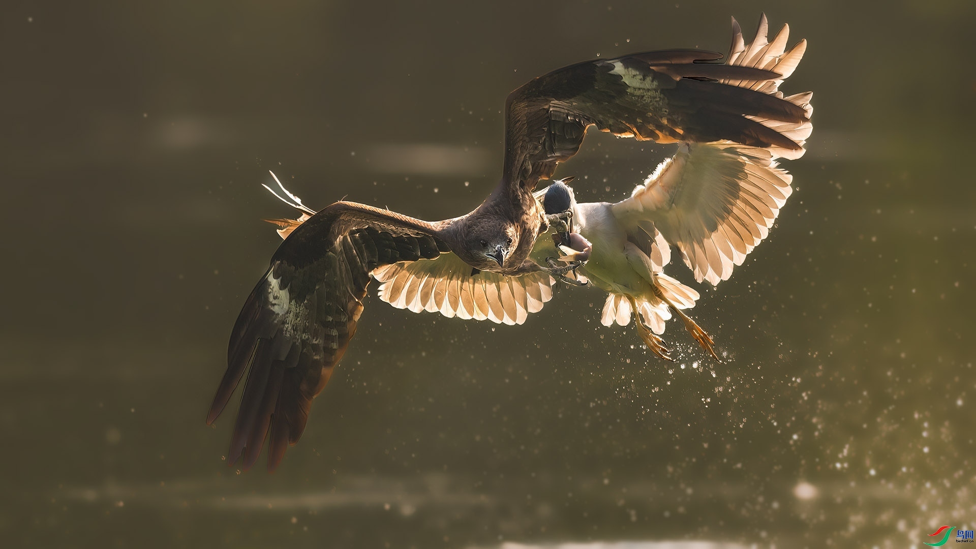 ɱ�ֱ�ɫ ���� ƽ�� ��һ.jpg