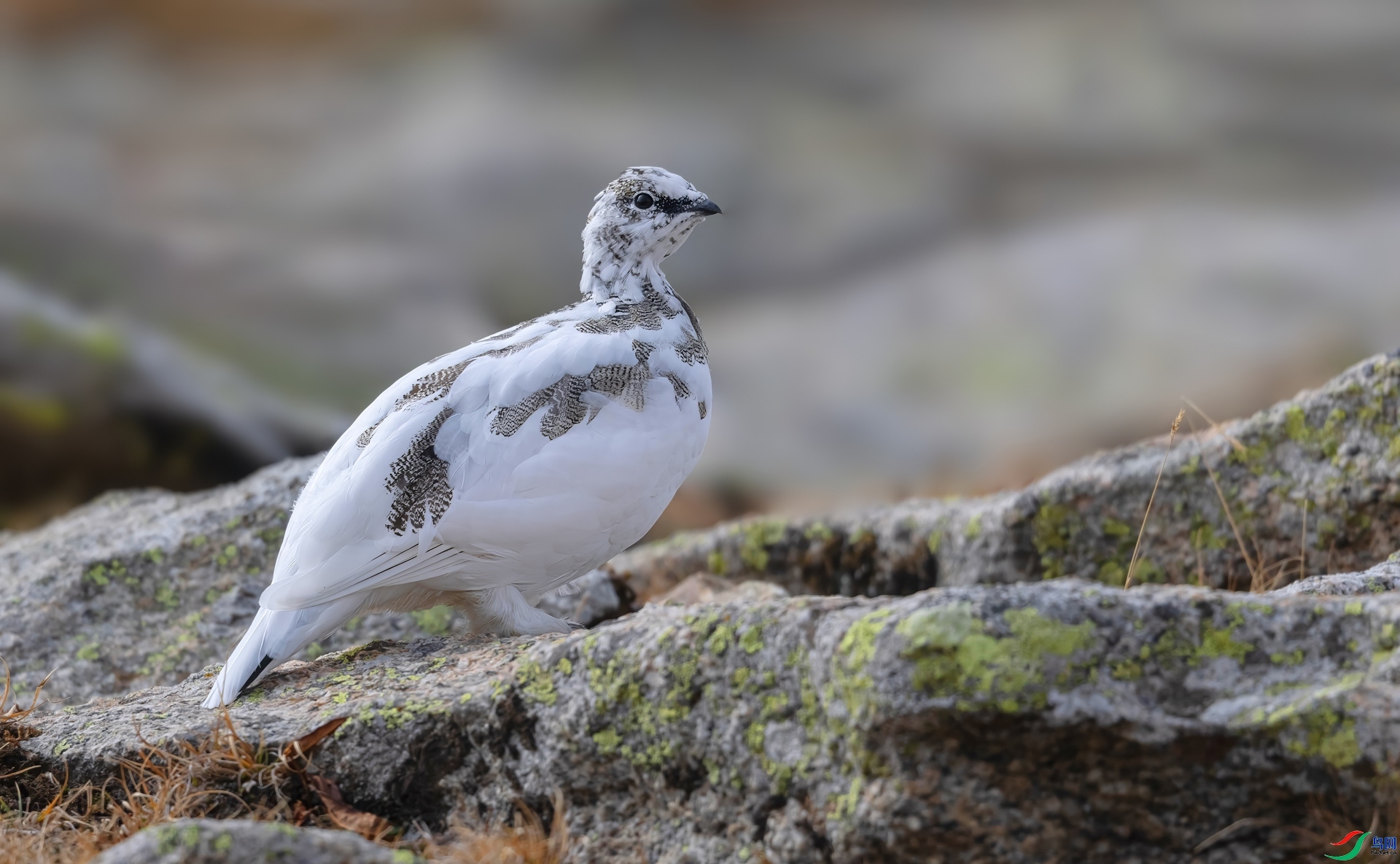 ����ɽ����-���������� �ܷ� ����.jpg