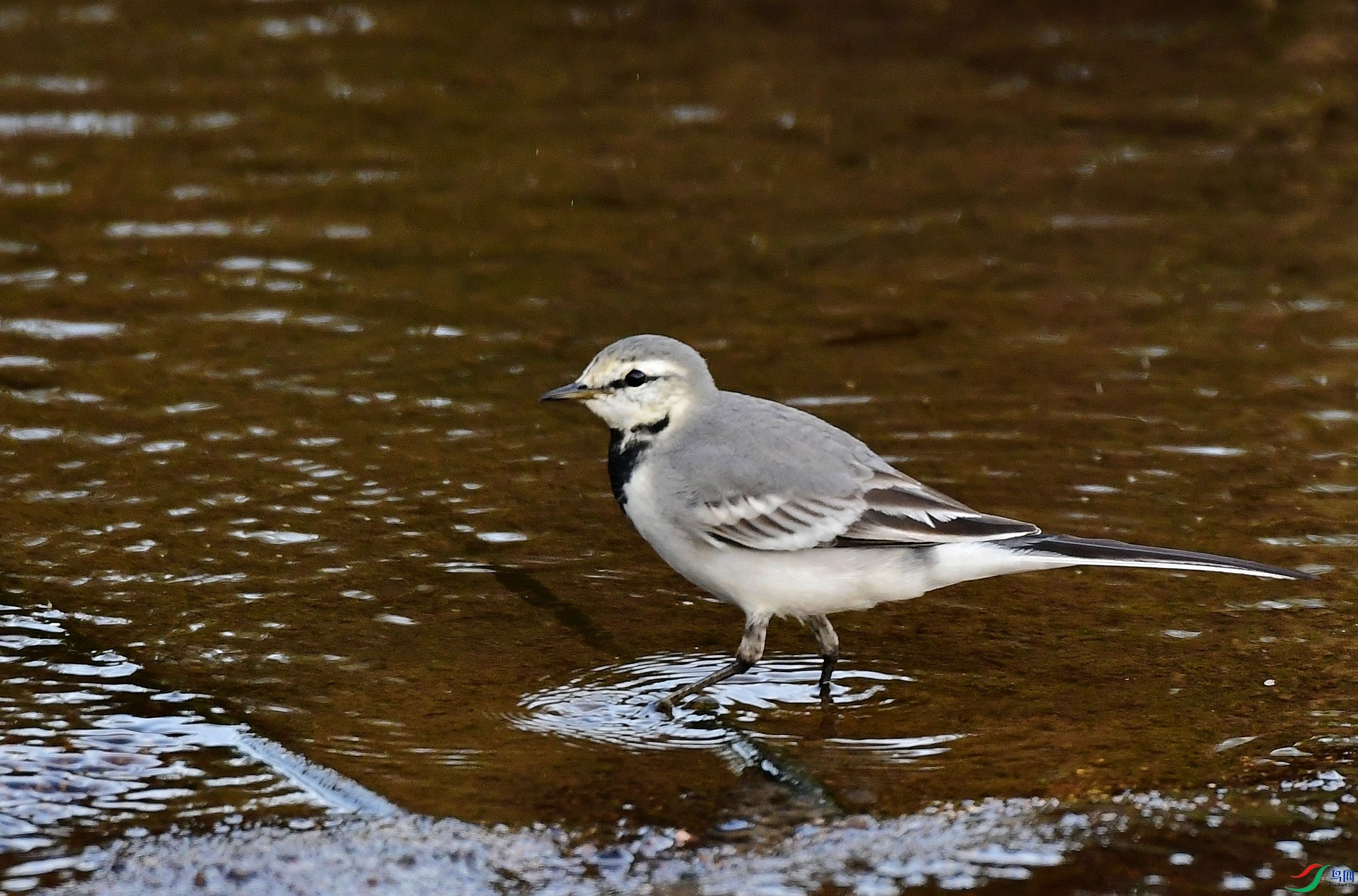 _D5D3076.jpg