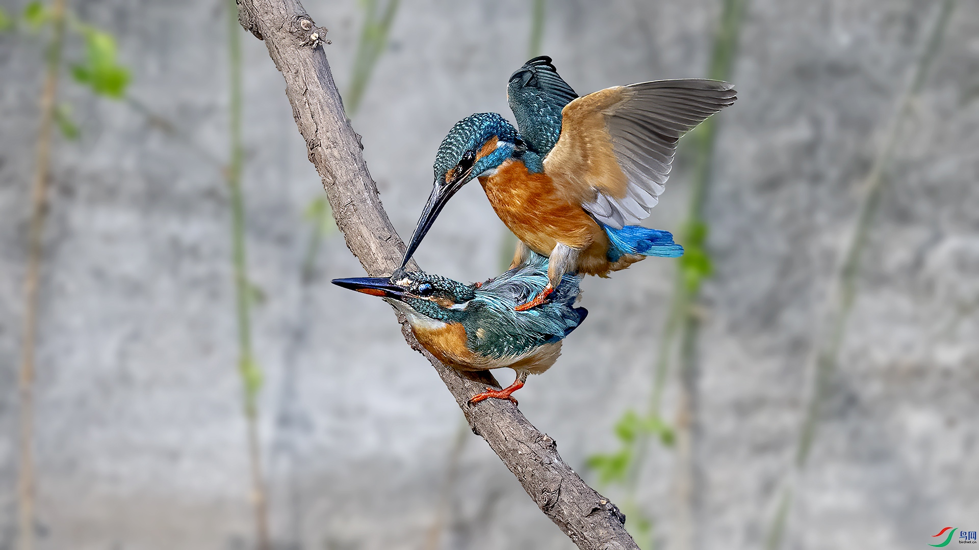 DSC_1106-.jpg