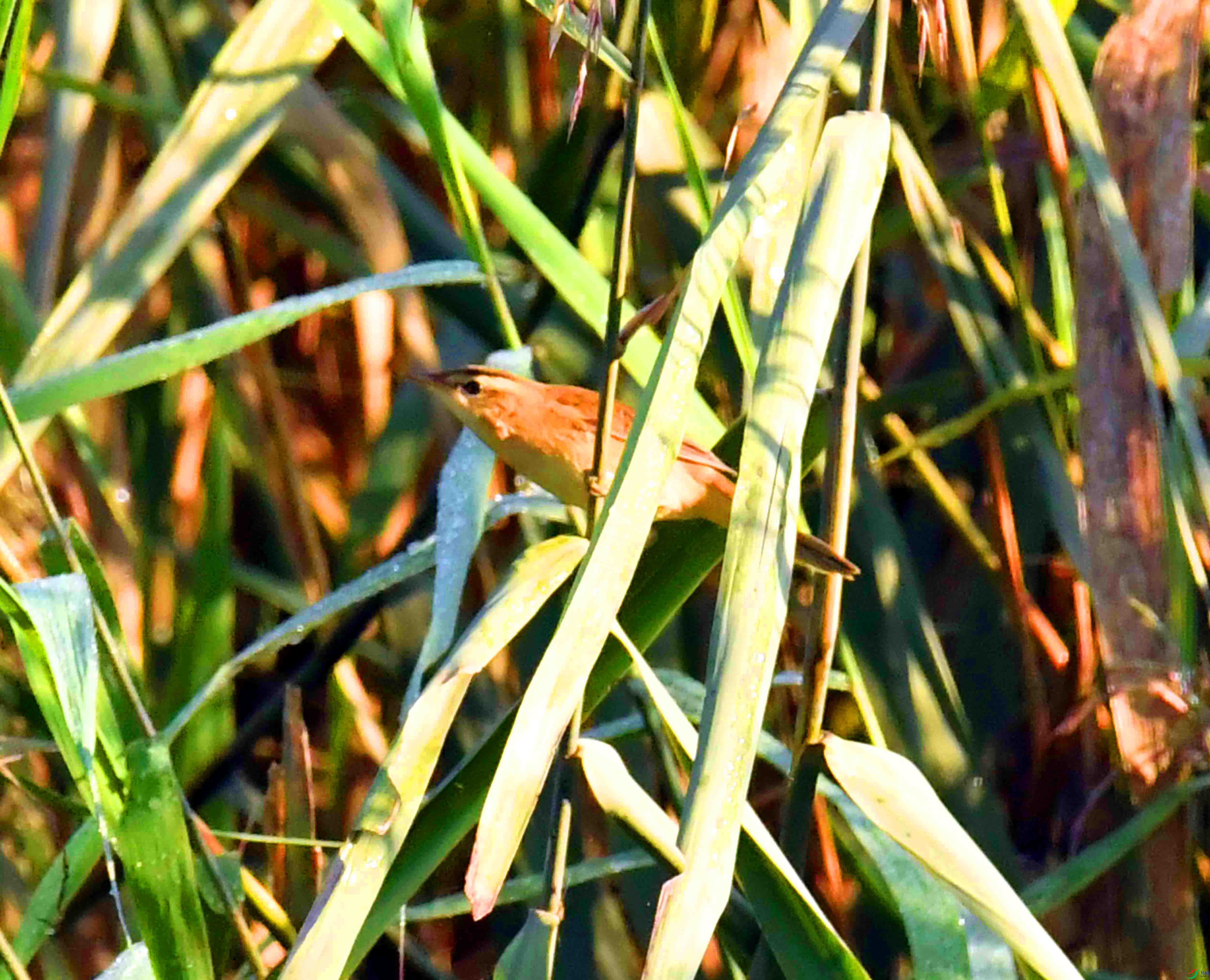 DSC_5101.JPG
