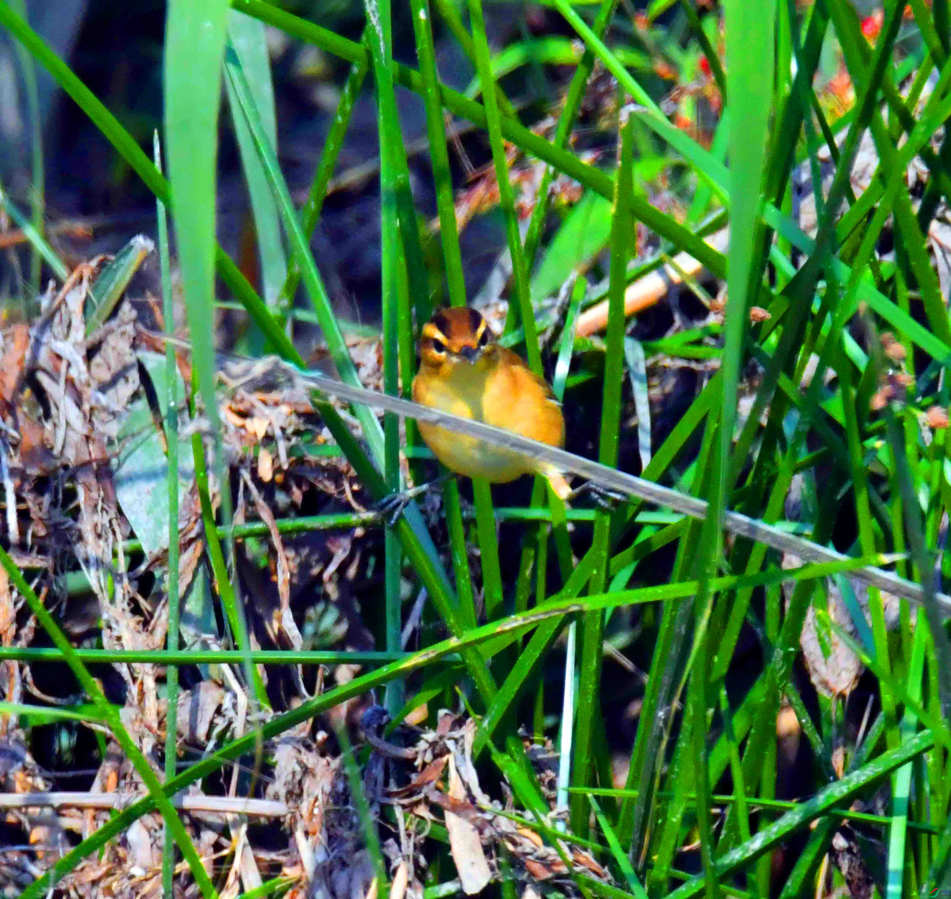 DSC_7582.JPG