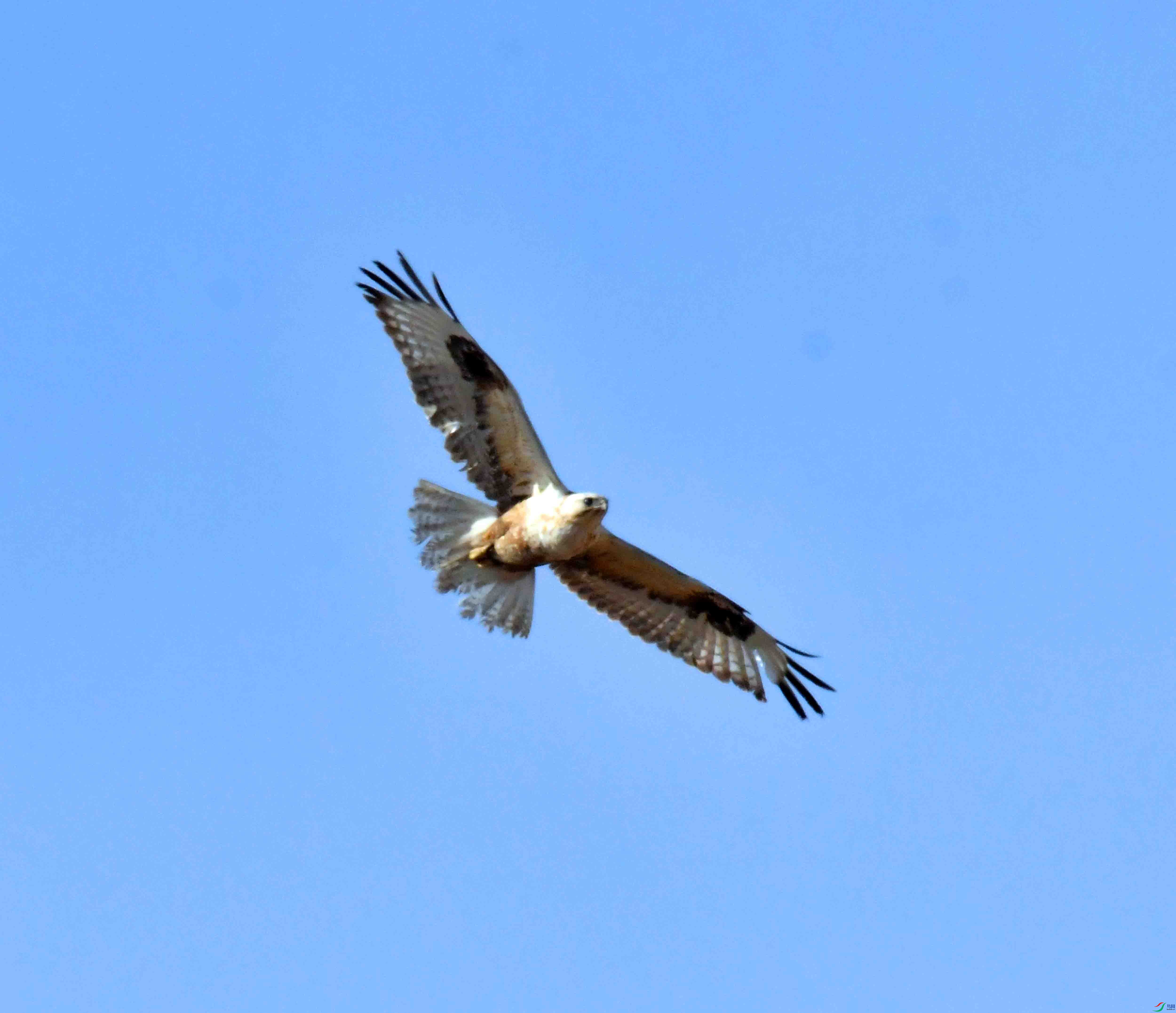 DSC_1831.JPG