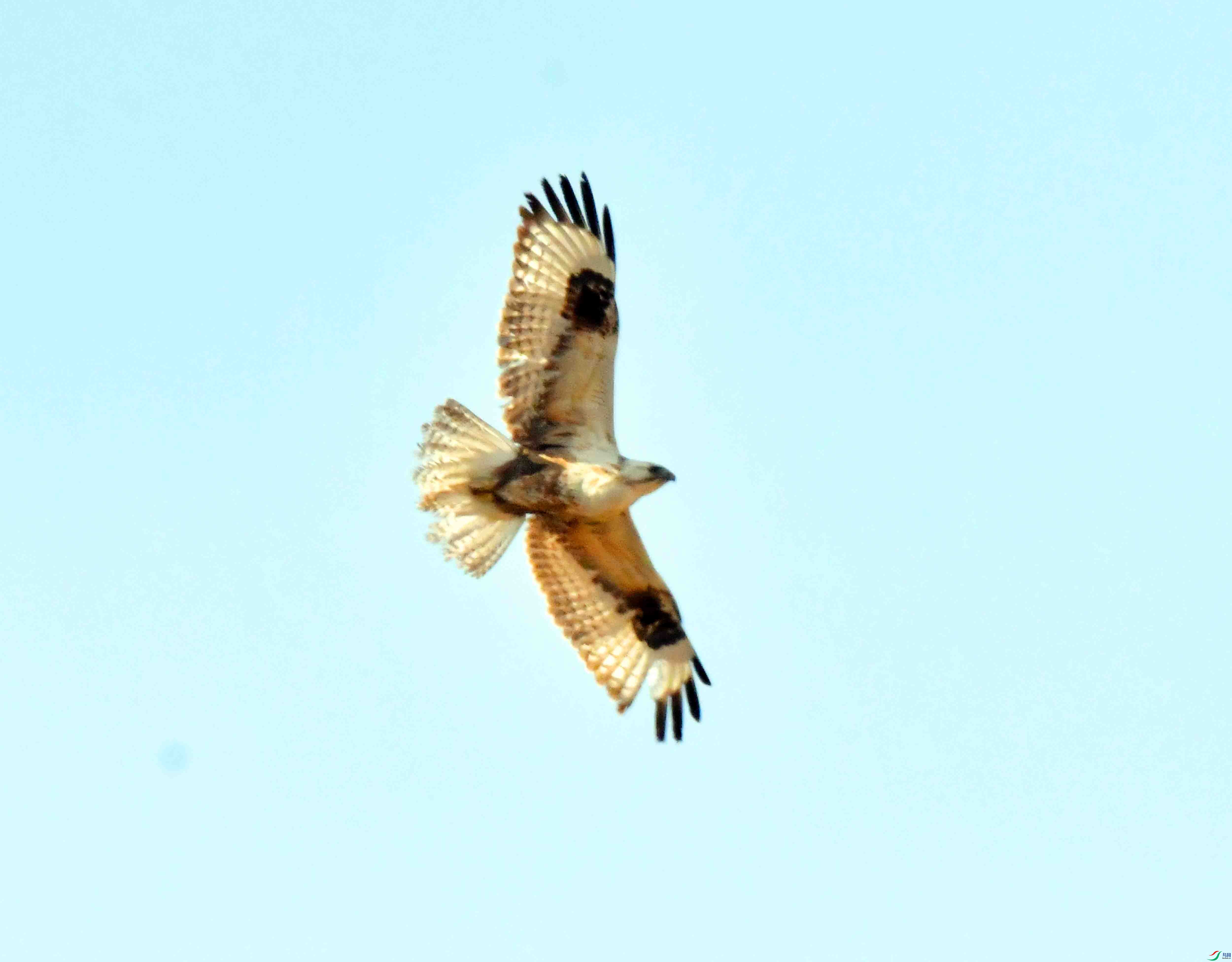 DSC_1833.JPG