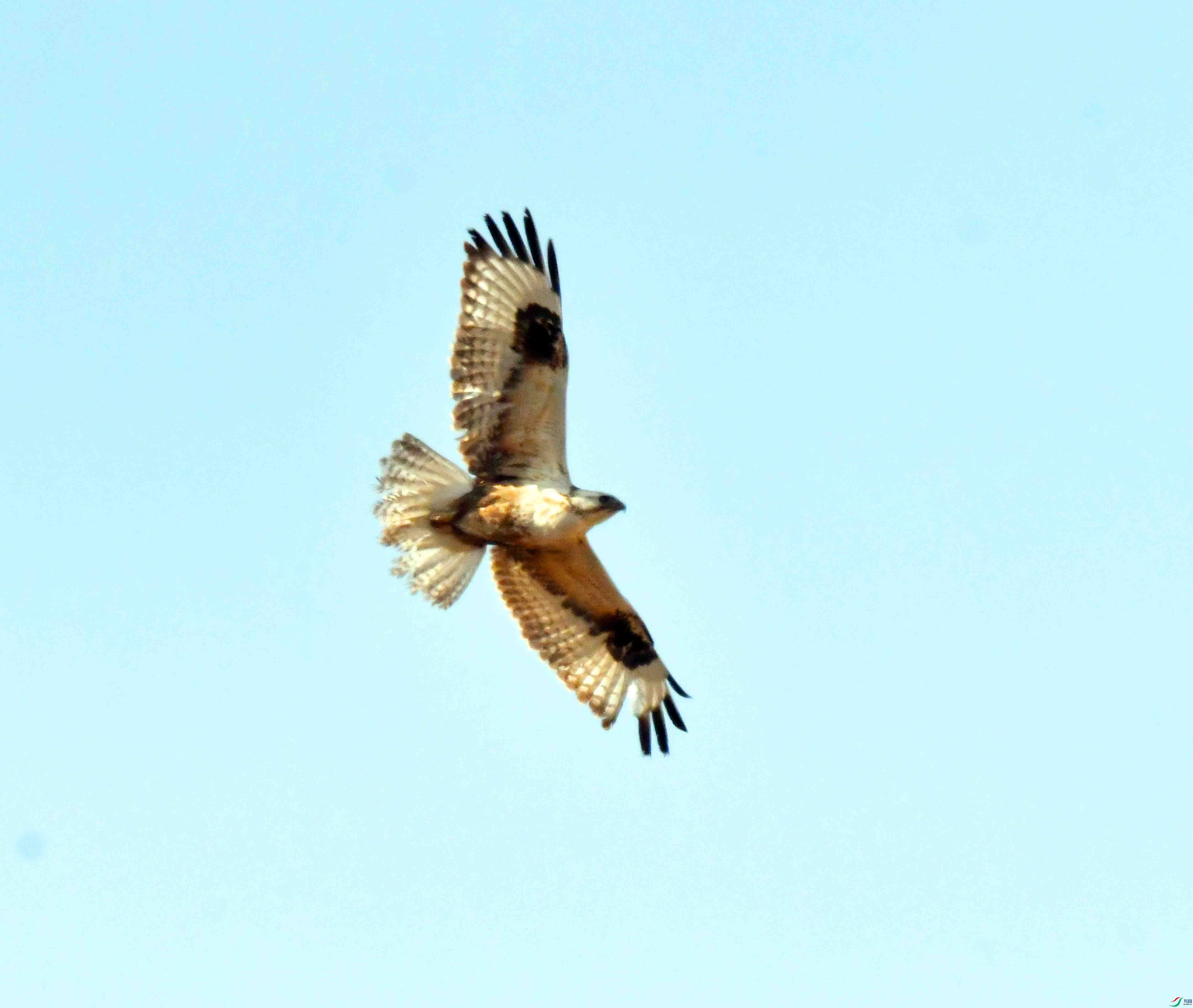 DSC_1832.JPG