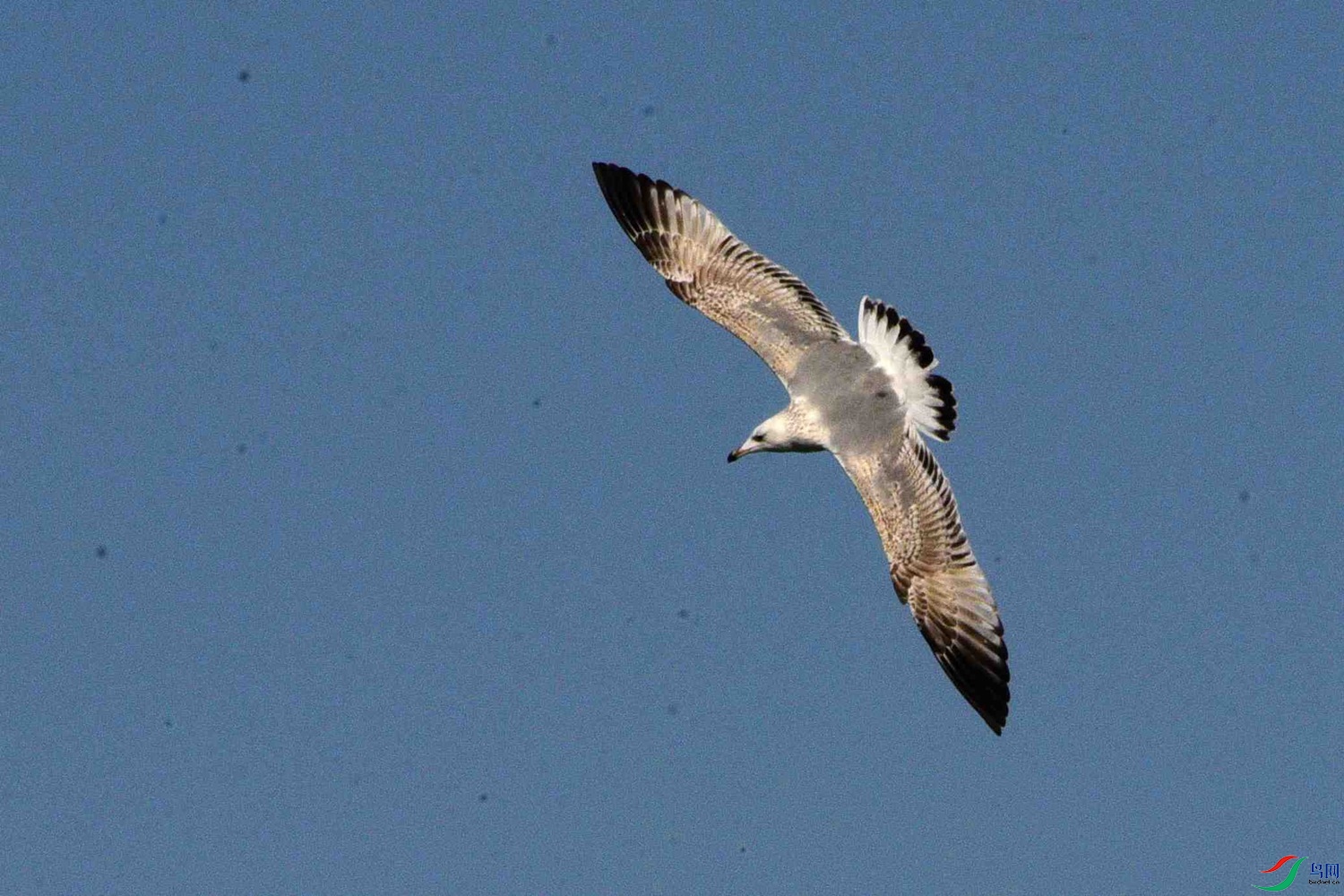 DSC_9686.JPG