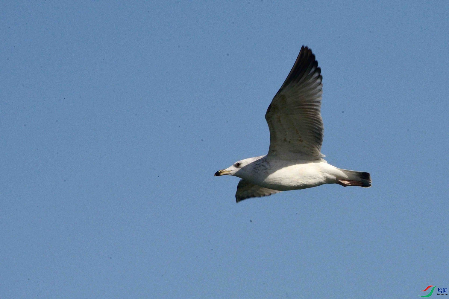 DSC_9699.JPG