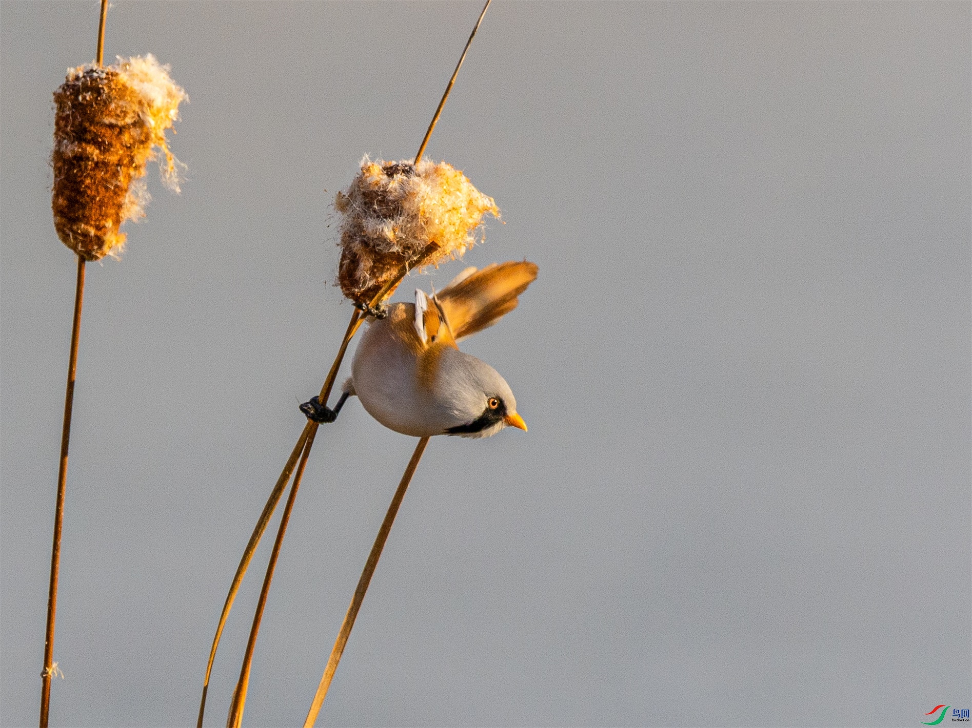 1K3A6855 ����2.jpg