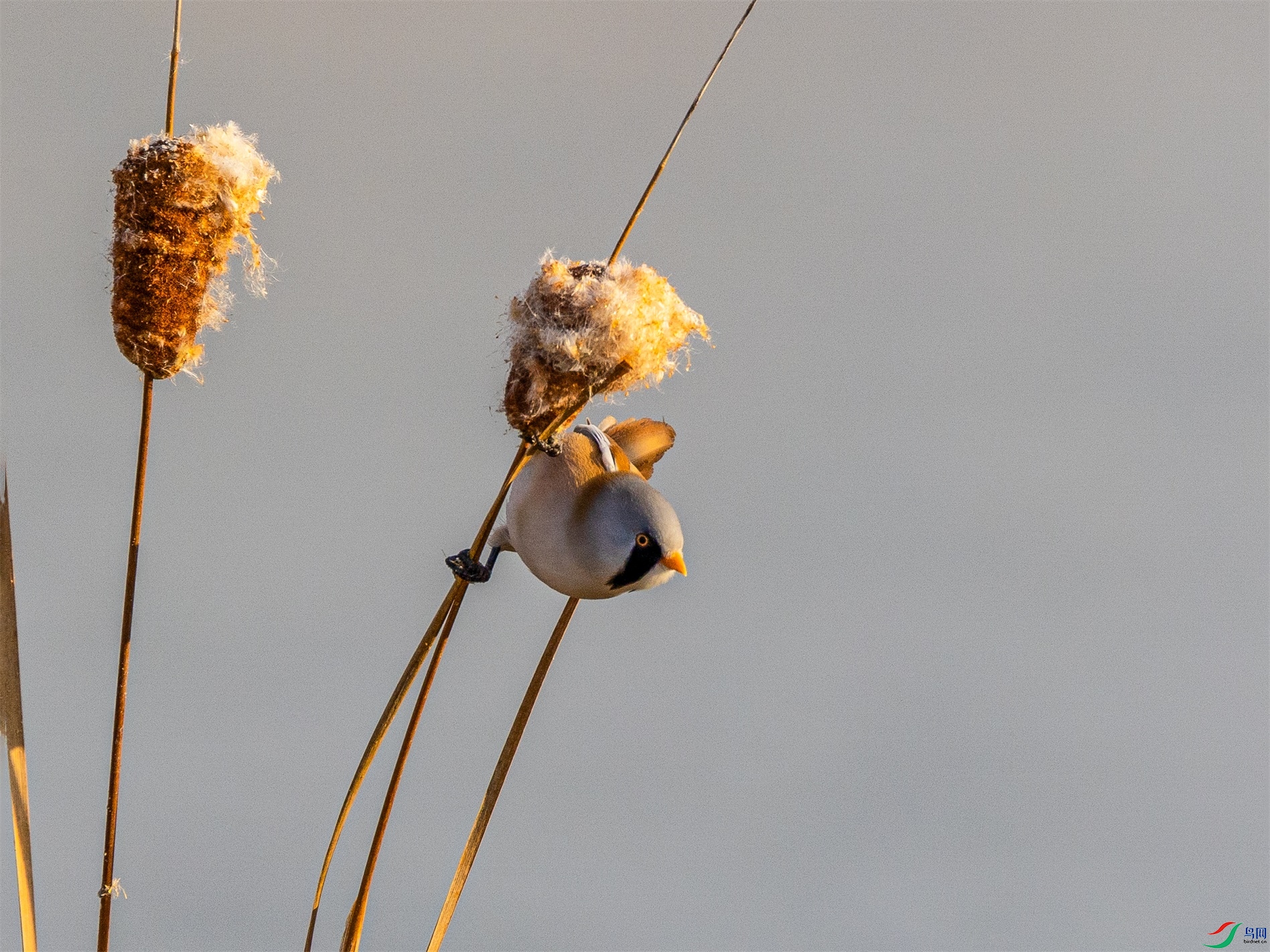 1K3A6858 ����1.jpg