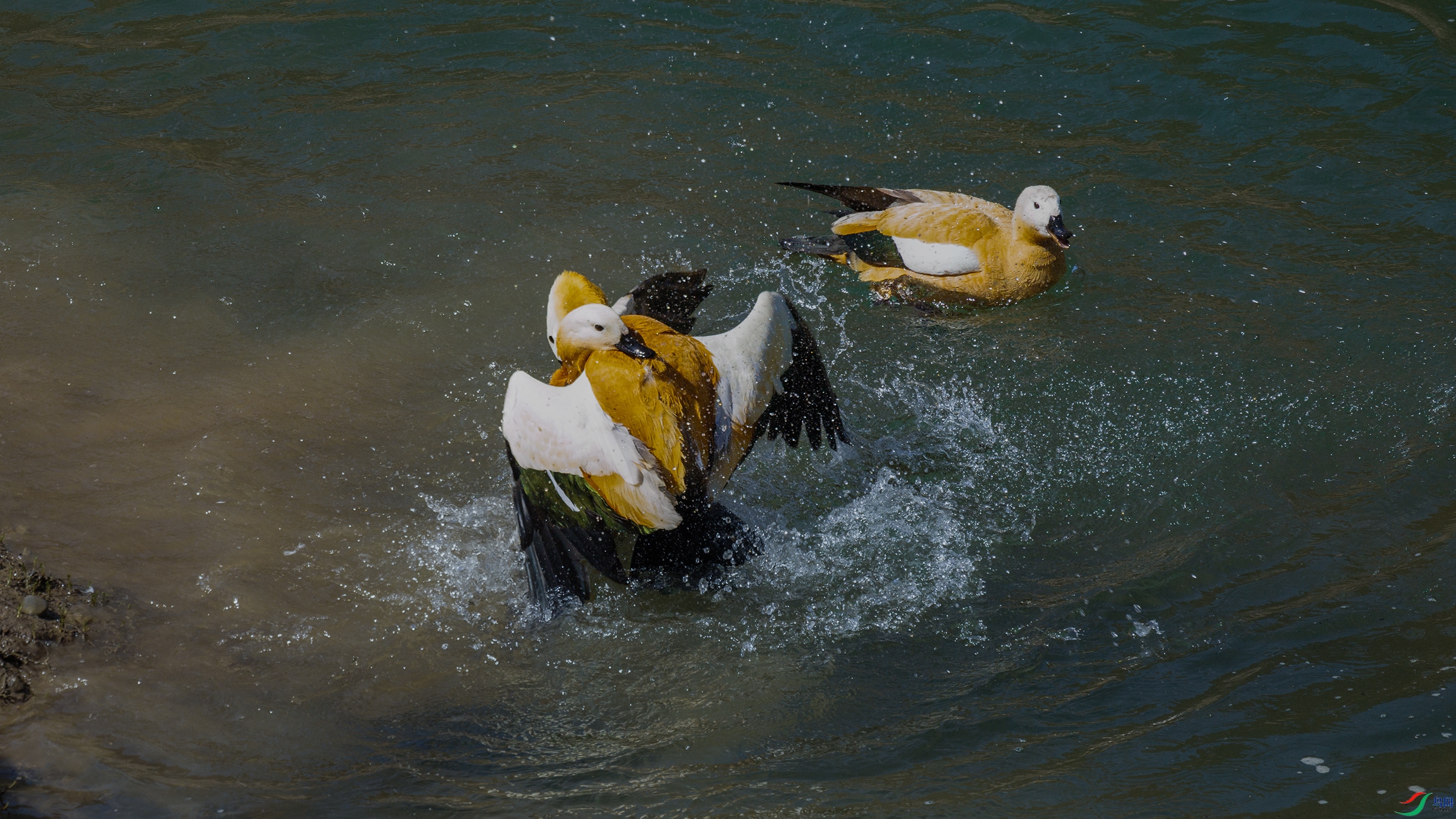 7X5A1217 ����999.jpg