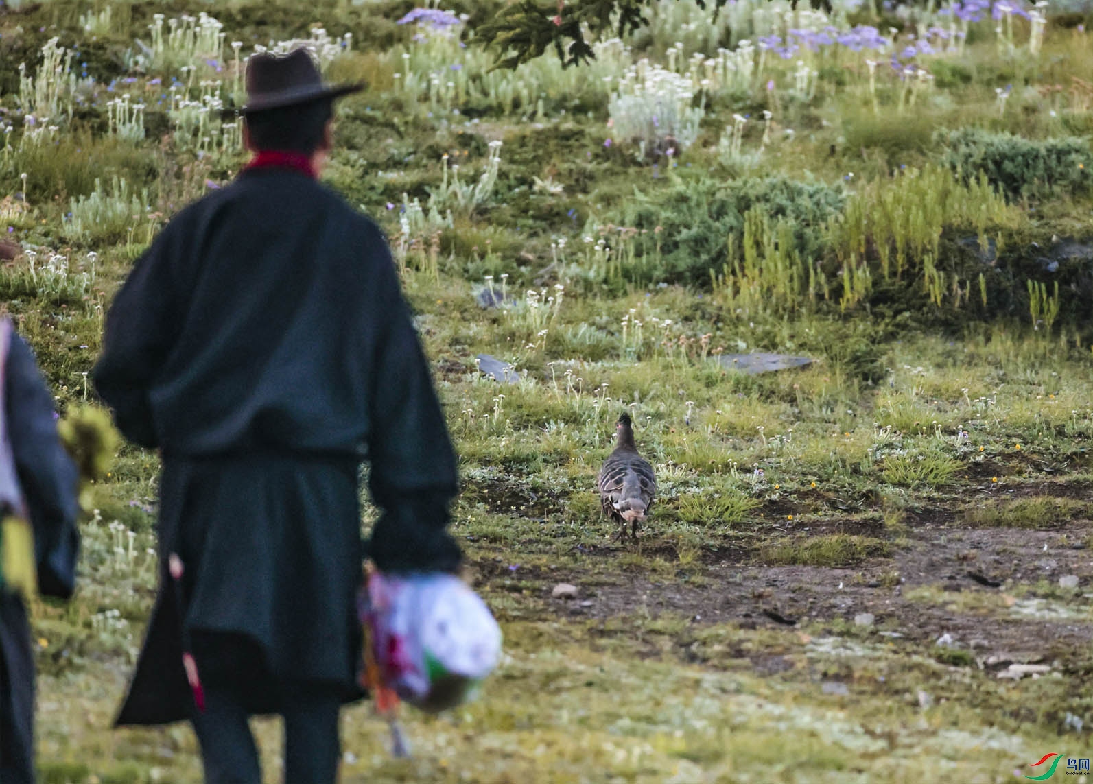 ����һ������Ұ������ƺ����� ����.jpg