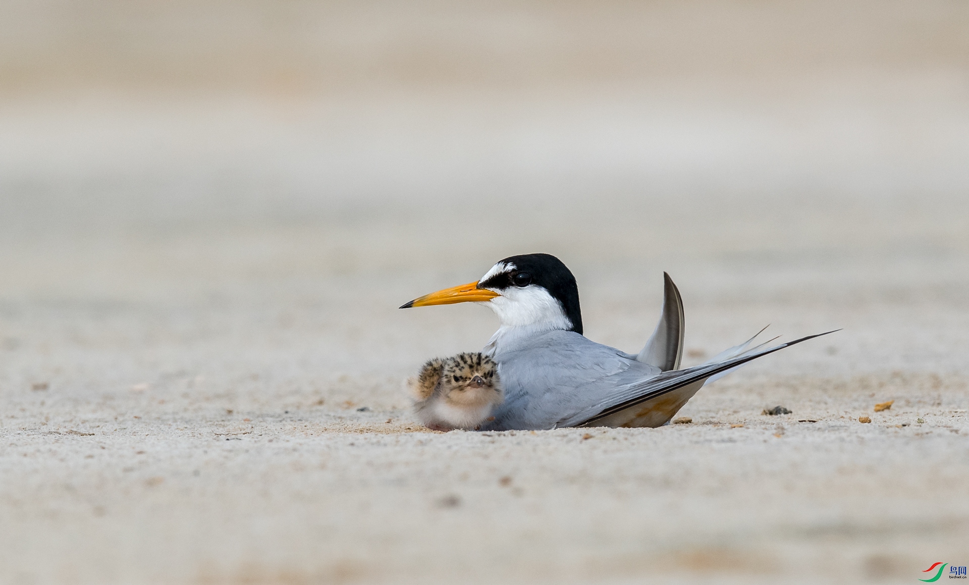 DSC_�׶���Ÿ - ����.jpg