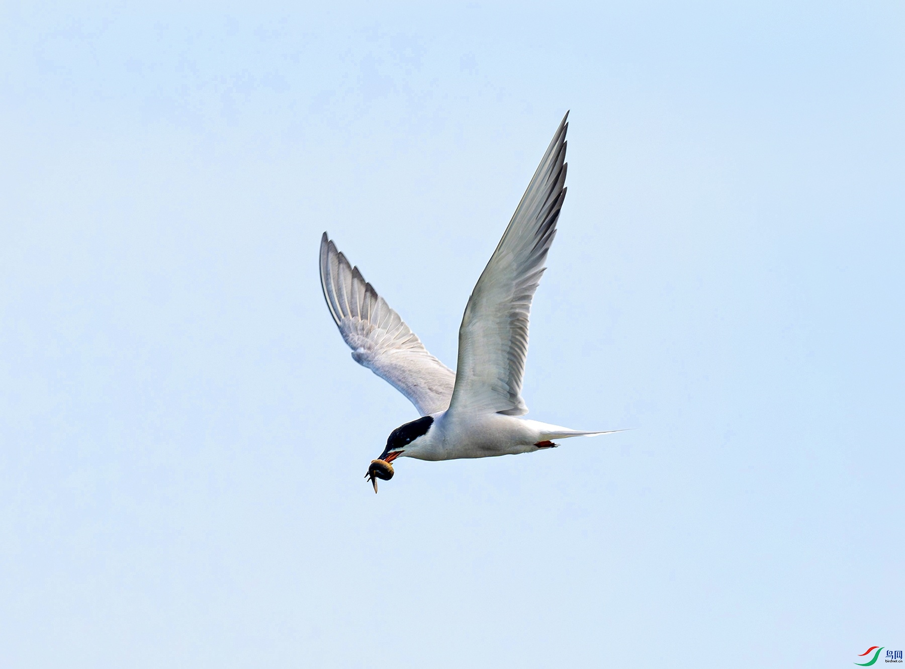 _DSC9992f.jpg