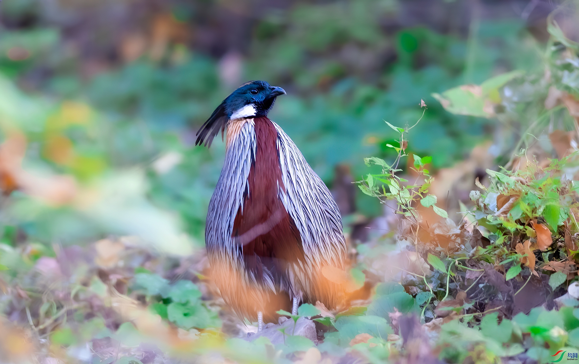 DSC_4521-1.jpg