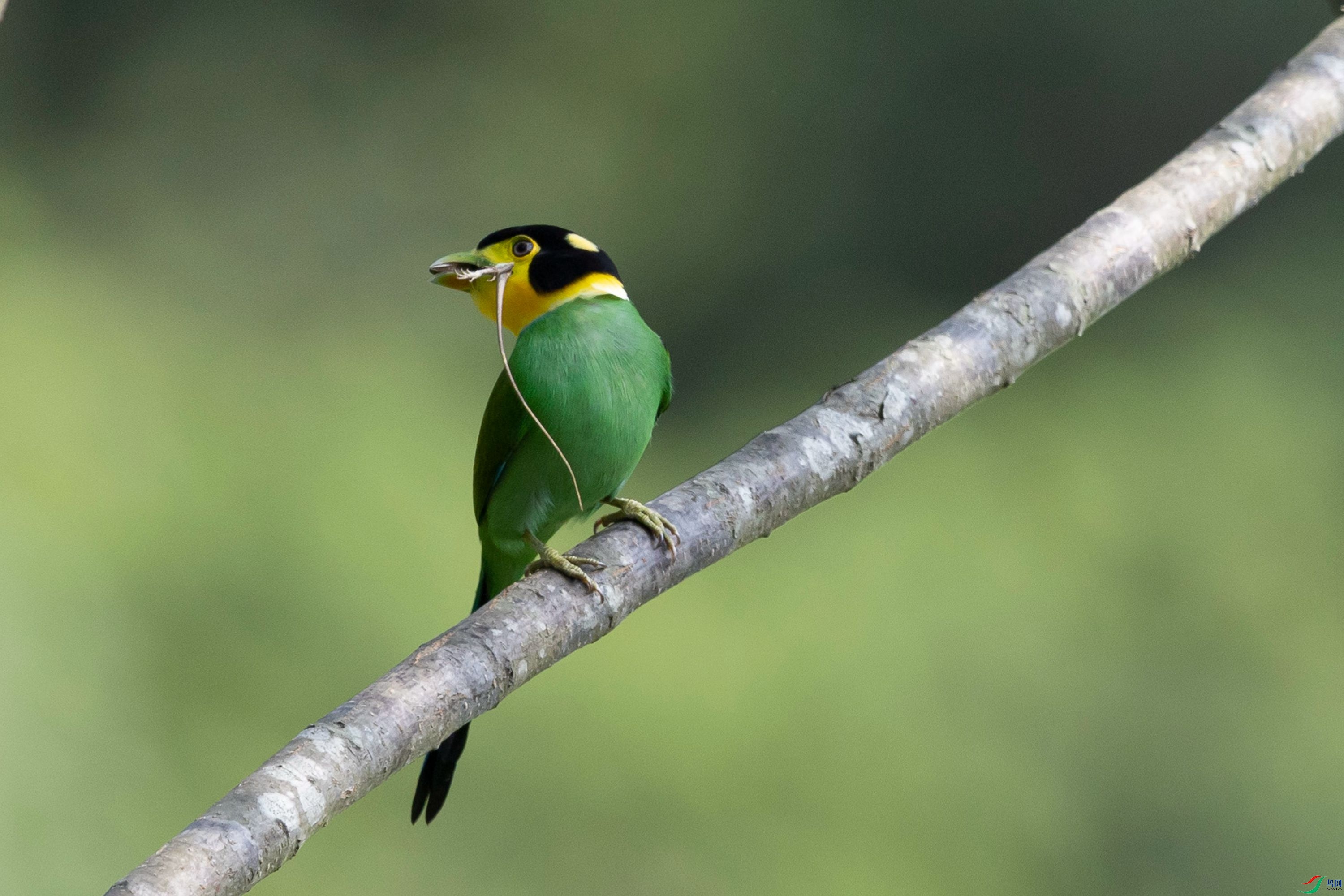 ��β������